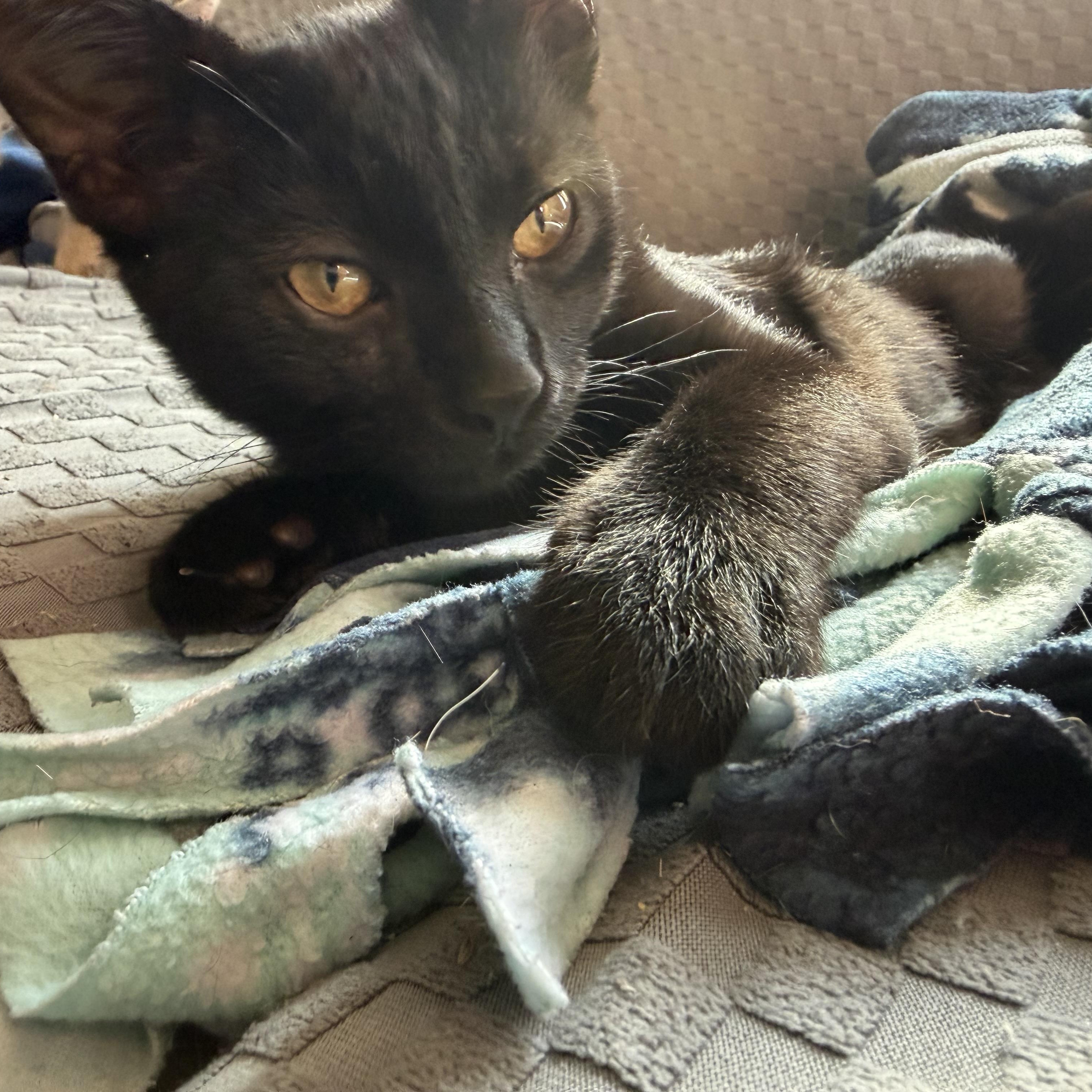 Enlarge Salem, a Adopted Domestic Short Hair in Holly, MI image 2/3