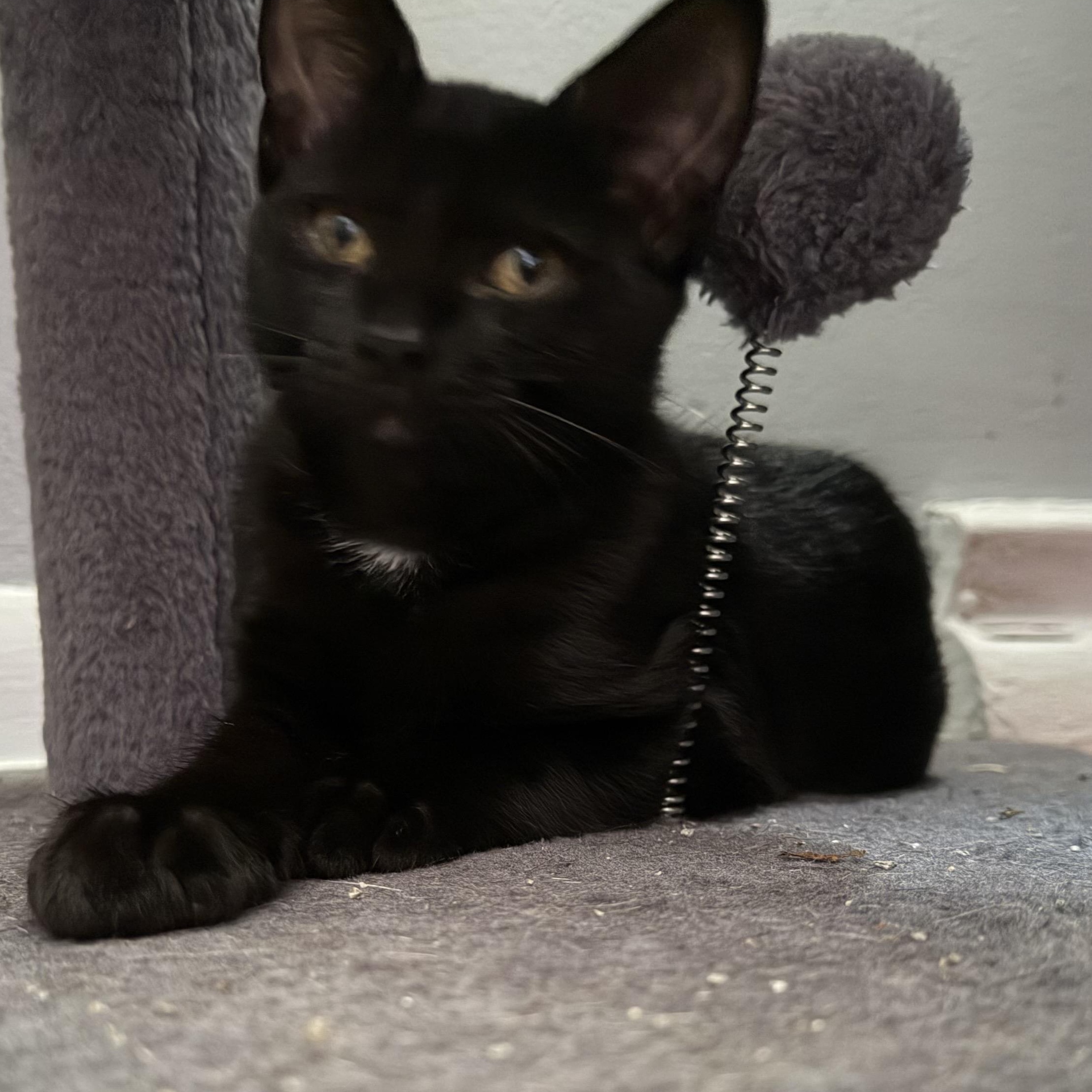 Enlarge Salem, a Adopted Domestic Short Hair in Holly, MI image 3/3