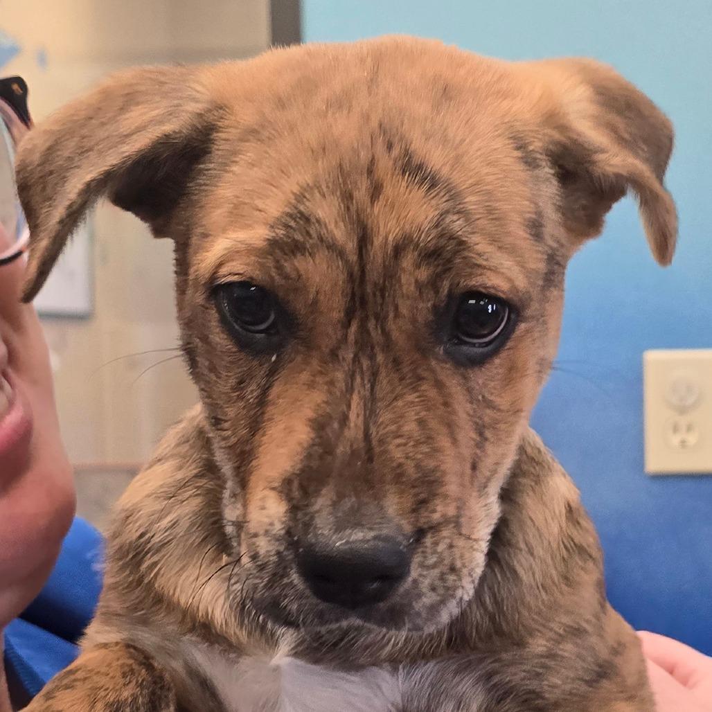 Enlarge Strawberry, a Adoptable Mixed Breed in Wickenburg, AZ image 1/6