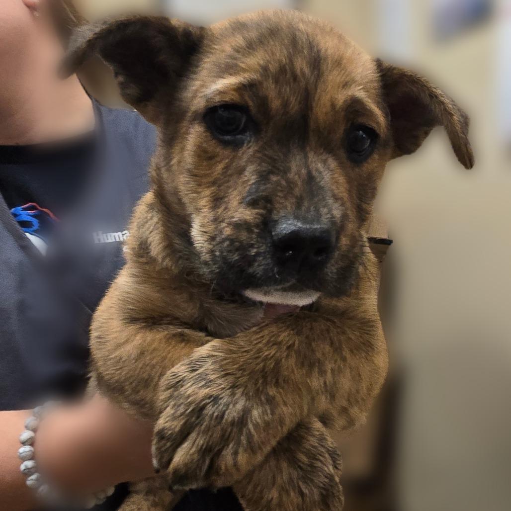 Enlarge Strawberry, a Adoptable Mixed Breed in Wickenburg, AZ image 2/6
