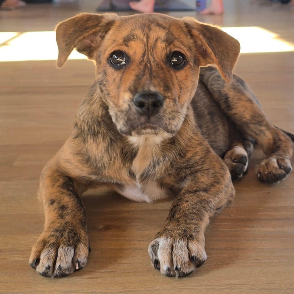 Enlarge Strawberry, a Adoptable Mixed Breed in Wickenburg, AZ image 3/6