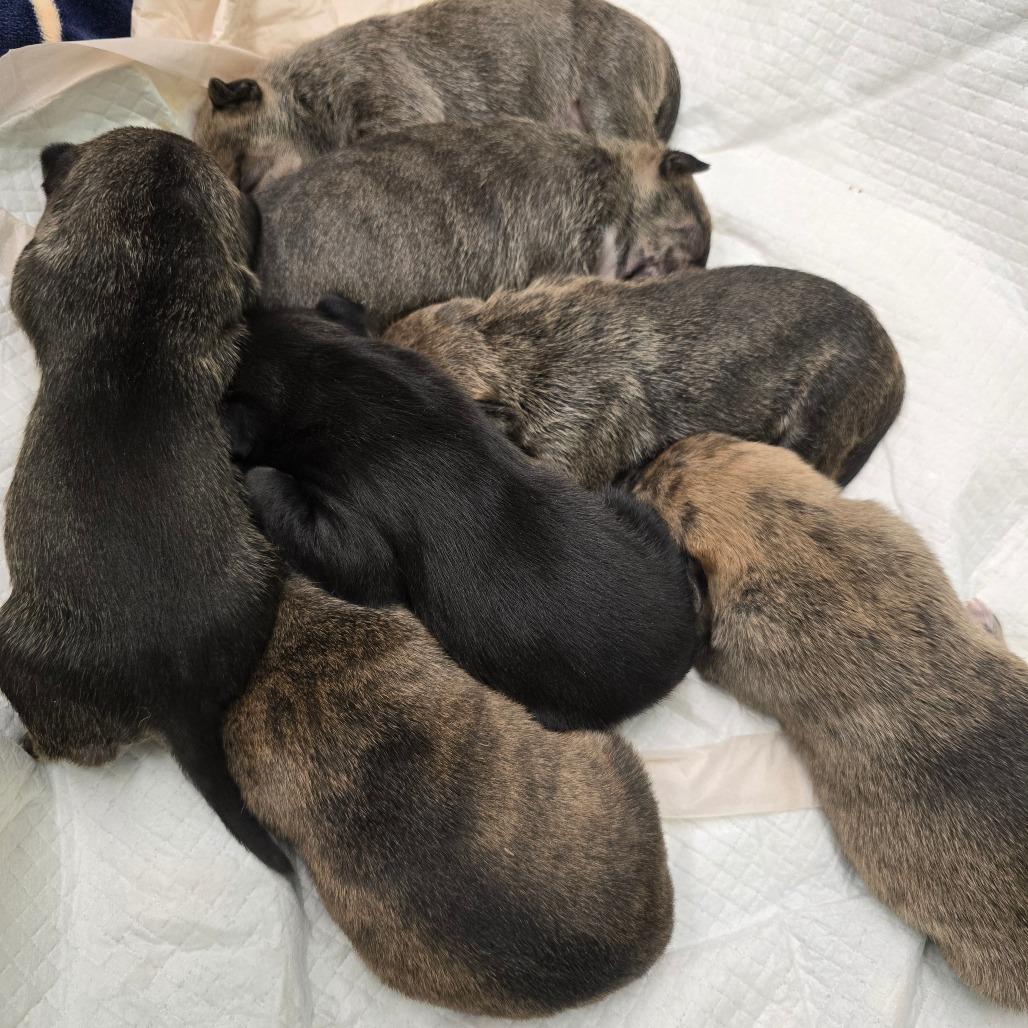 Enlarge Strawberry, a Adoptable Mixed Breed in Wickenburg, AZ image 4/6