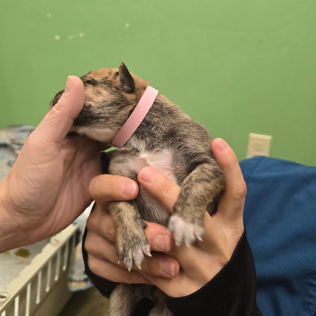 Enlarge Strawberry, a Adoptable Mixed Breed in Wickenburg, AZ image 5/6