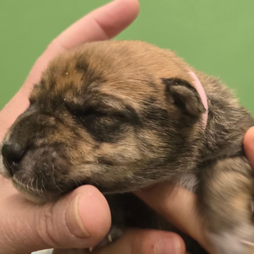 Enlarge Strawberry, a Adoptable Mixed Breed in Wickenburg, AZ image 6/6
