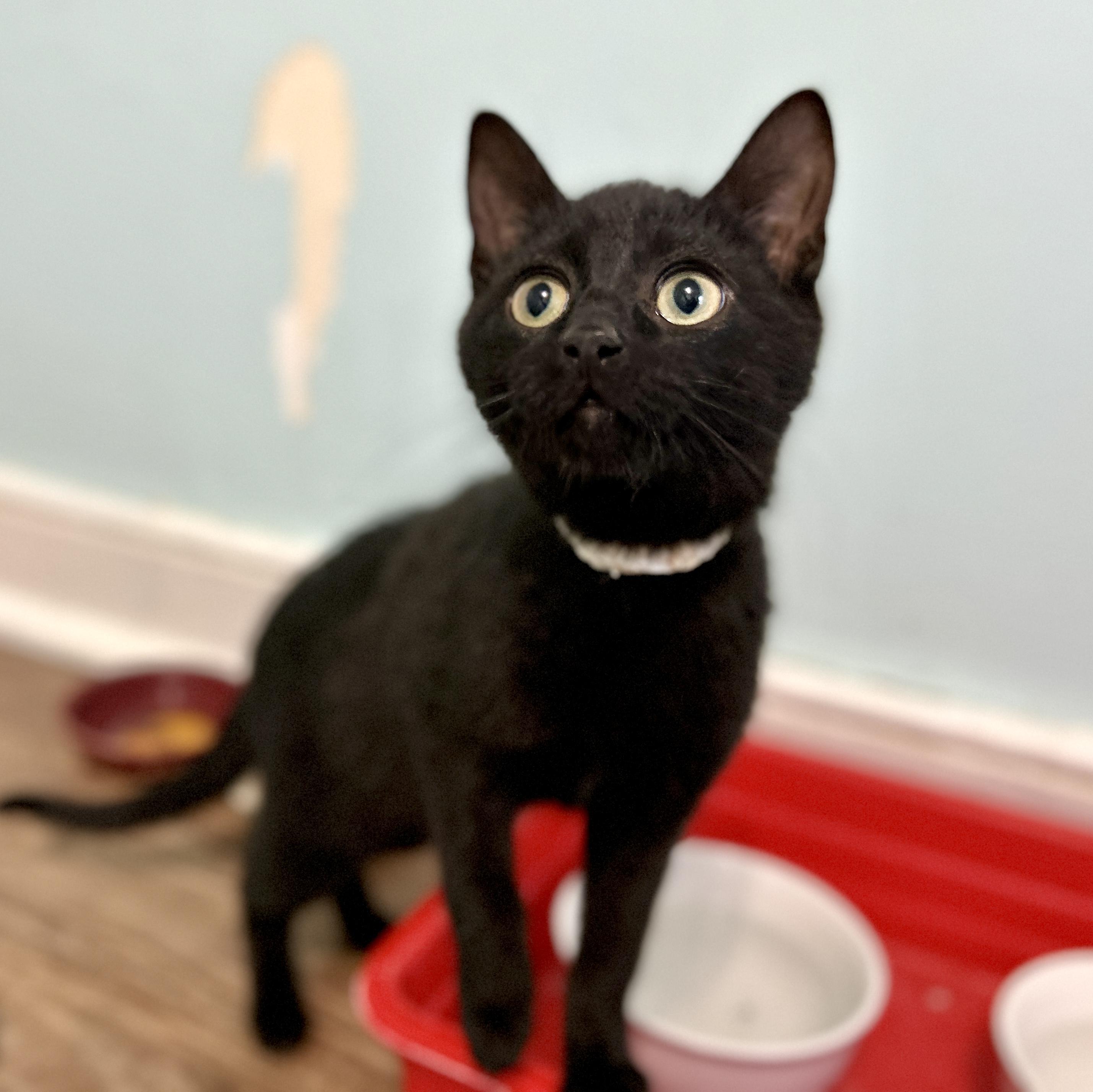 Enlarge Haka, a ADOPTABLE Domestic Short Hair in Guelph, ON image 3/6