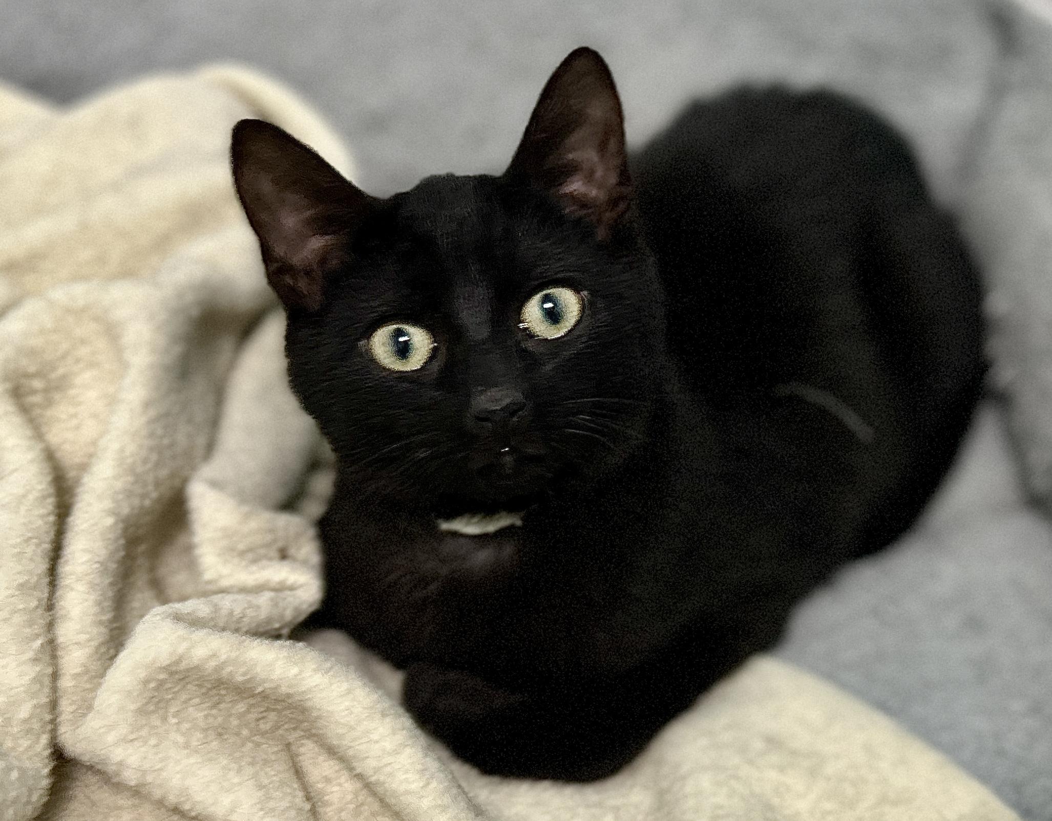 Enlarge Haka, a ADOPTABLE Domestic Short Hair in Guelph, ON image 5/6