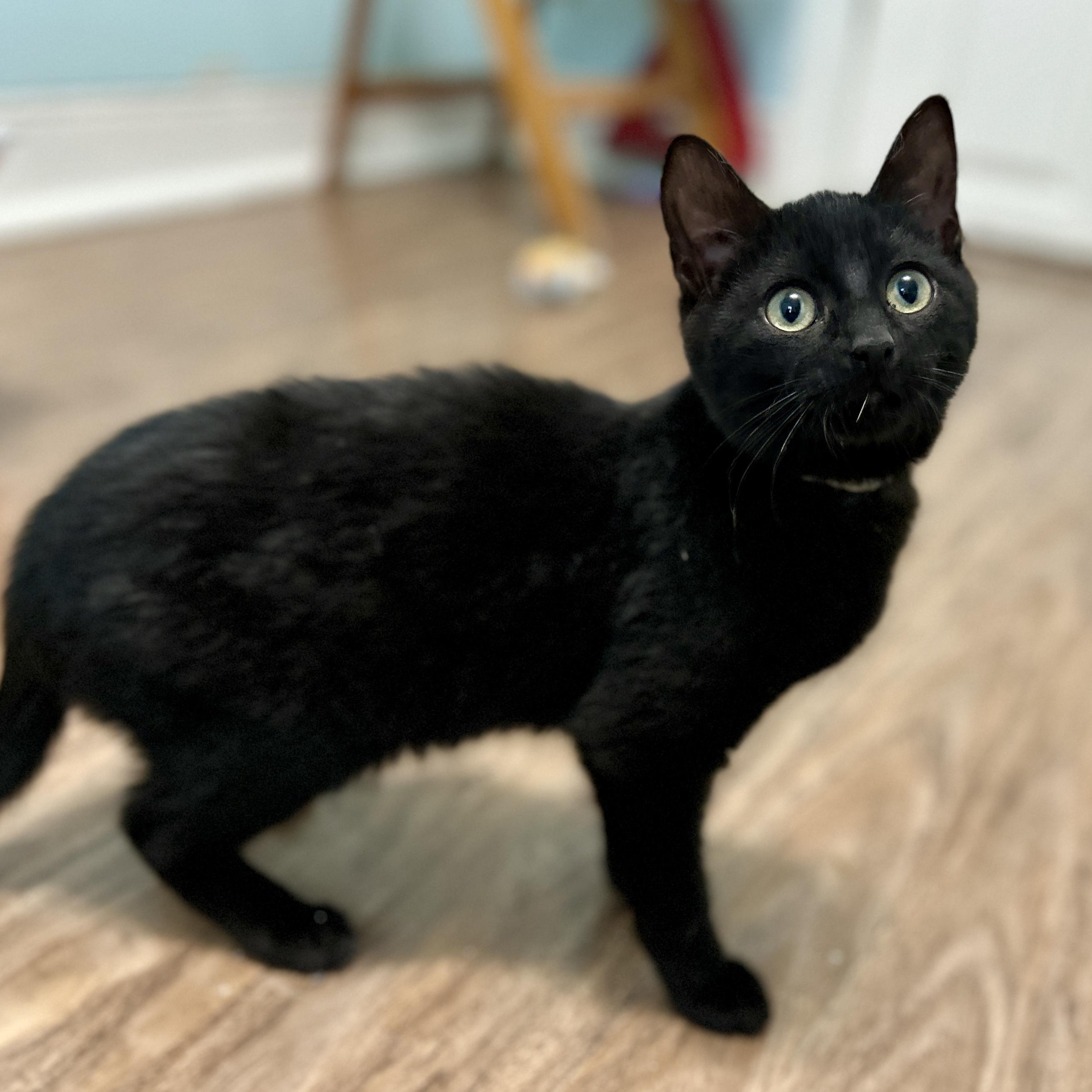 Haka, ADOPTABLE, Kitten Male Domestic Short Hair.