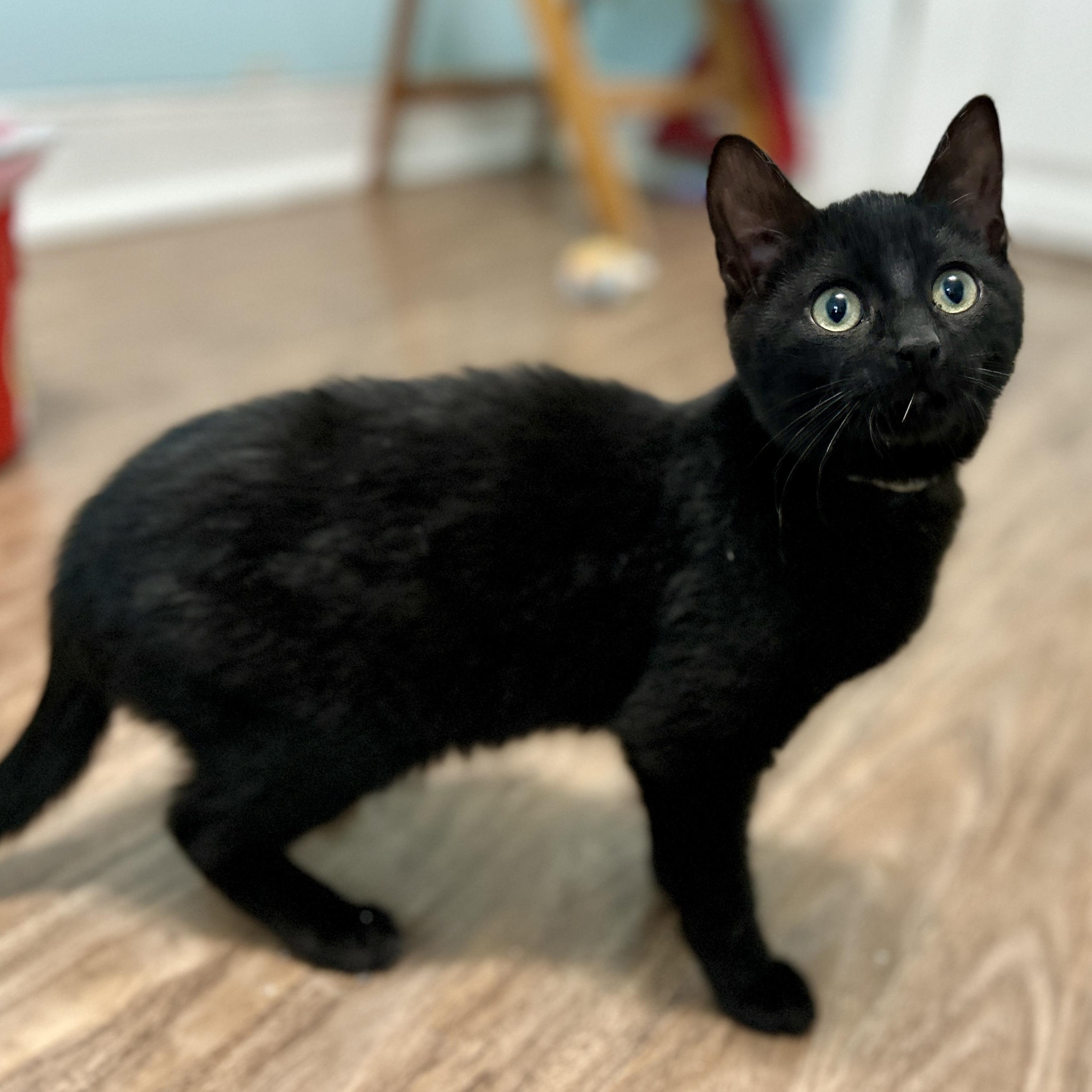 Haka, a ADOPTABLE Domestic Short Hair in Guelph, ON image 2/6