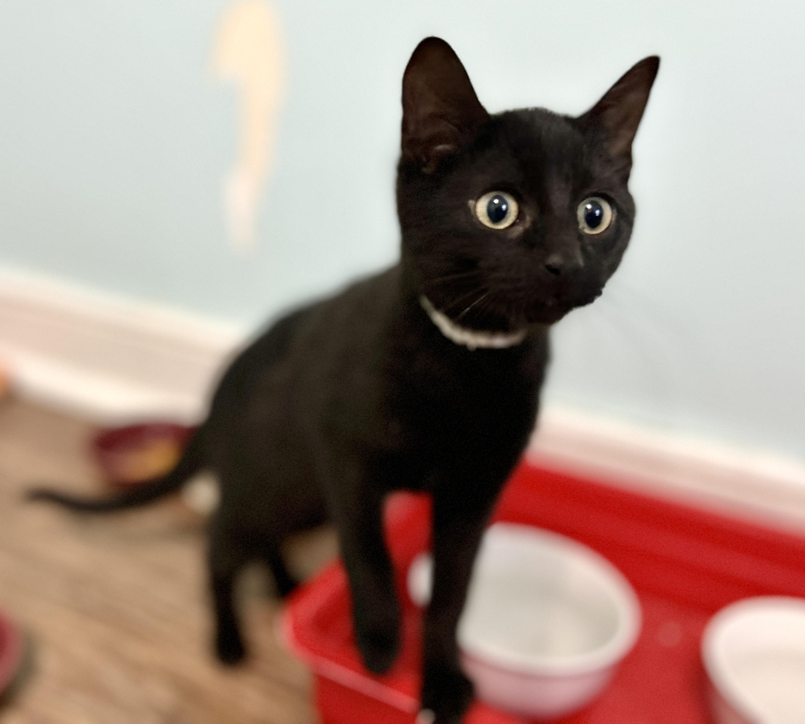 Enlarge Haka, a ADOPTABLE Domestic Short Hair in Guelph, ON image 2/6