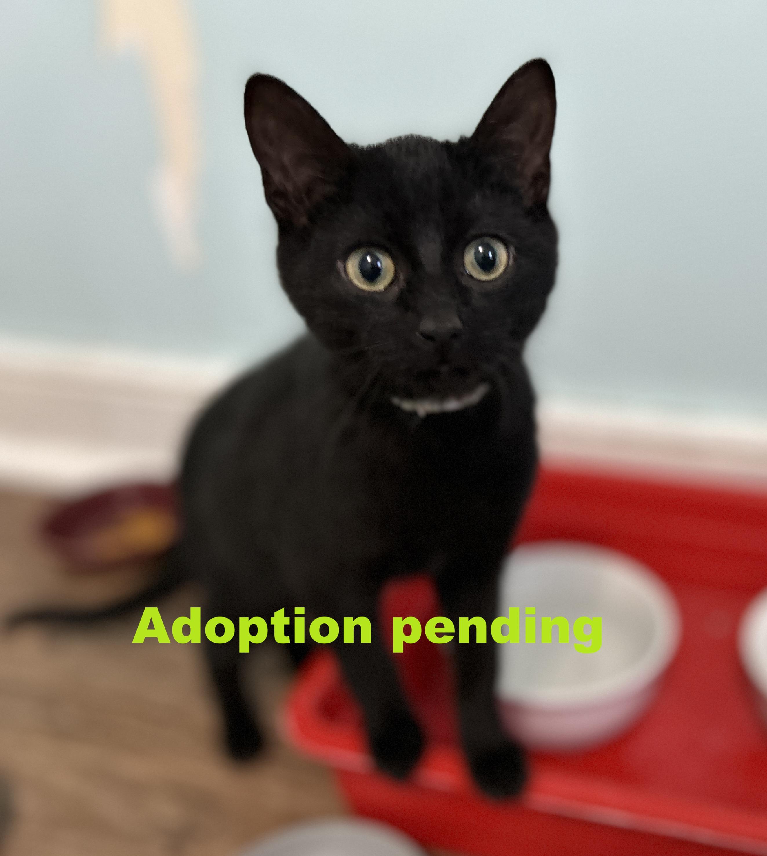 Haka, a ADOPTABLE Domestic Short Hair in Guelph, ON image 1/6