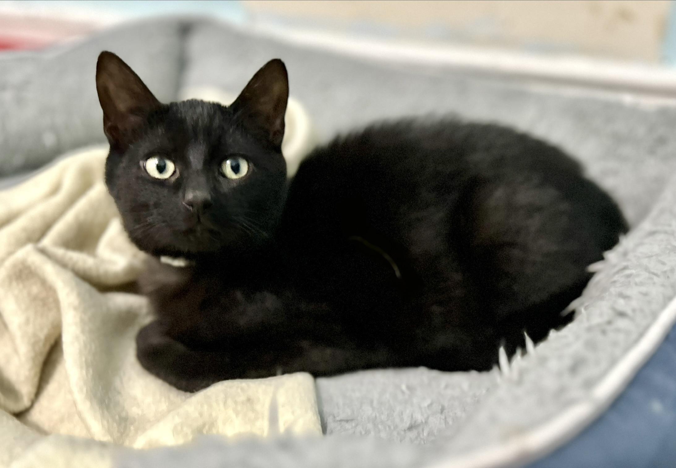 Enlarge Haka, a ADOPTABLE Domestic Short Hair in Guelph, ON image 6/6