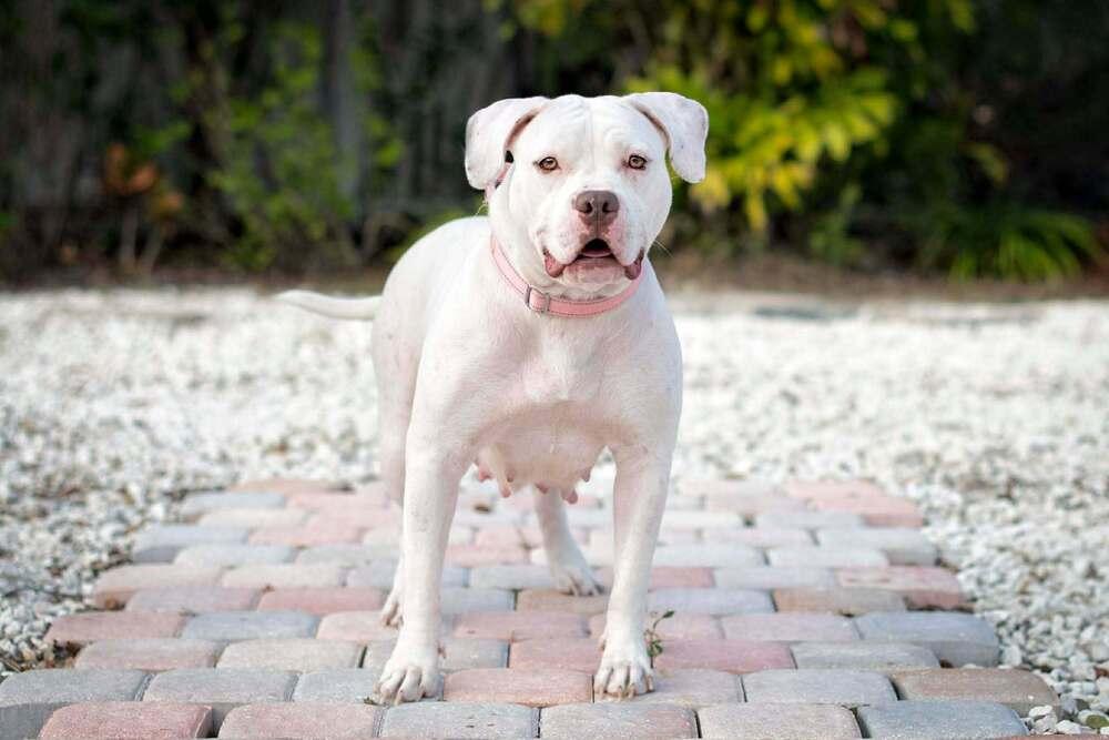 Enlarge Ms.  Roxanne Potts, a Adoptable mixed breed in Seminole, FL image 1/6