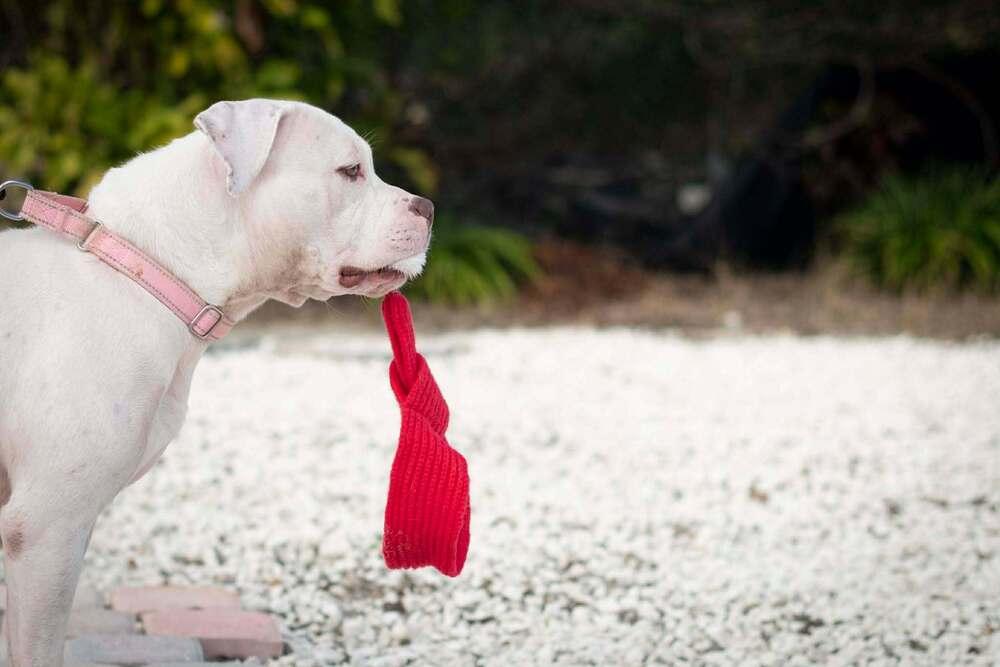 Enlarge Ms.  Roxanne Potts, a Adoptable mixed breed in Seminole, FL image 2/6