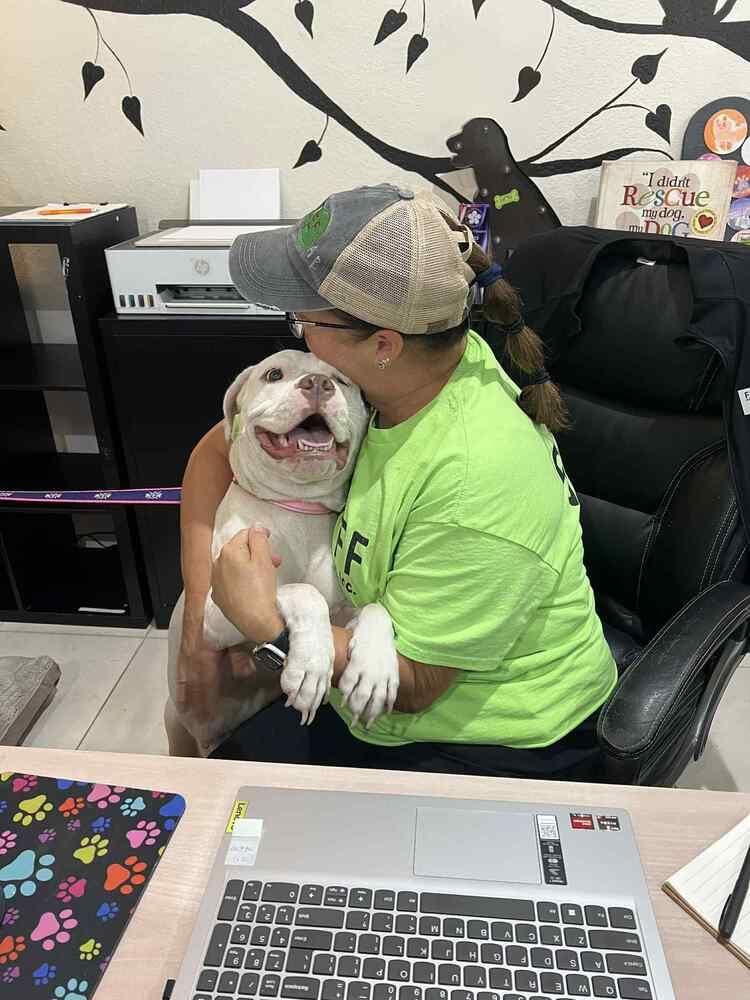 Enlarge Ms.  Roxanne Potts, a Adoptable mixed breed in Seminole, FL image 3/6