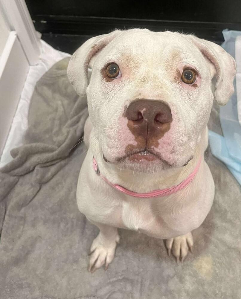 Enlarge Ms.  Roxanne Potts, a Adoptable mixed breed in Seminole, FL image 4/6