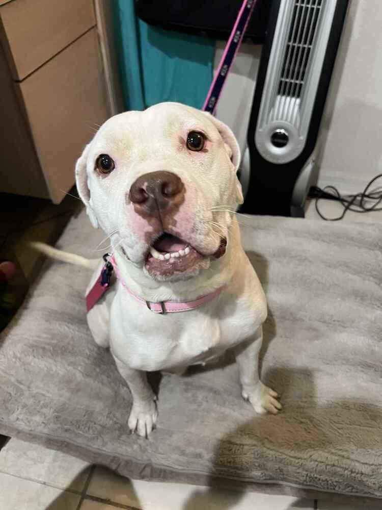 Enlarge Ms.  Roxanne Potts, a Adoptable mixed breed in Seminole, FL image 5/6