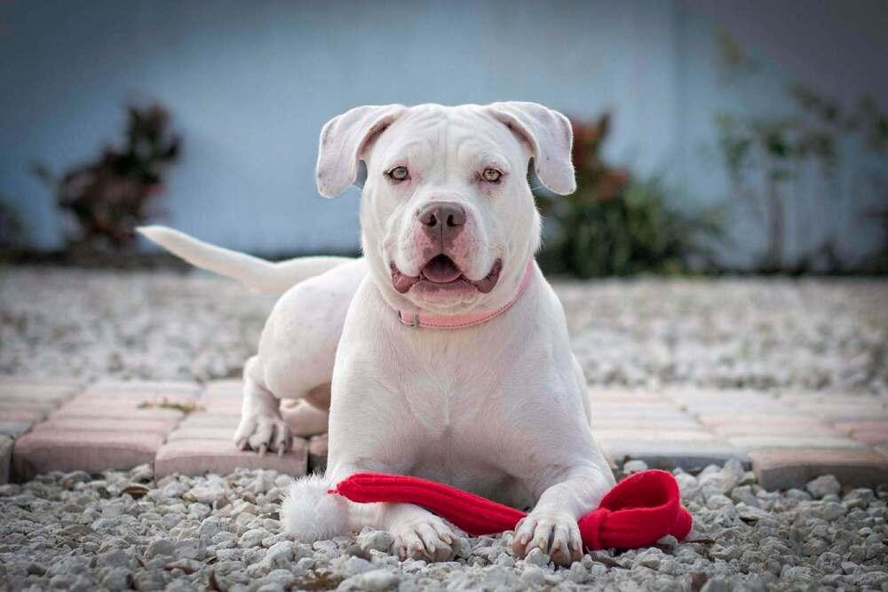 Enlarge Ms.  Roxanne Potts, a Adoptable mixed breed in Seminole, FL image 6/6