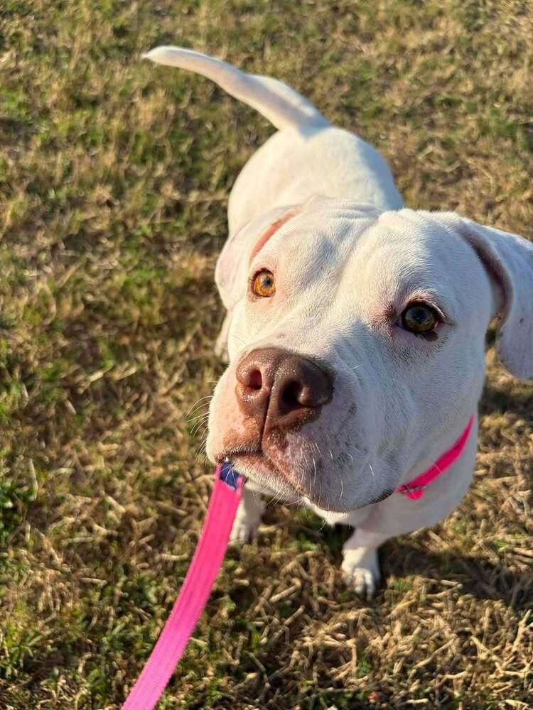 Enlarge Ms.  Roxanne Potts, a Adoptable mixed breed in Seminole, FL image 6/6