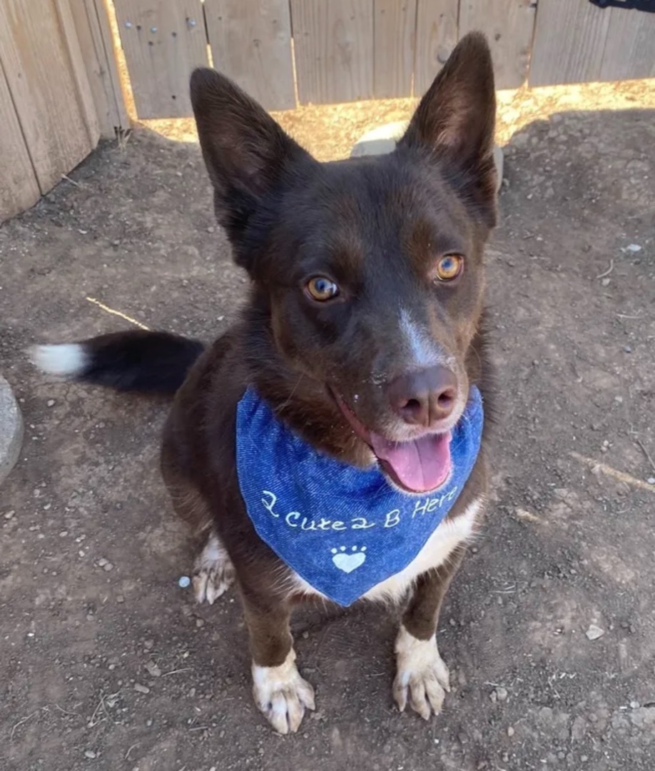 Dog for adoption Chewy, an Australian Cattle Dog / Blue Heeler Mix in