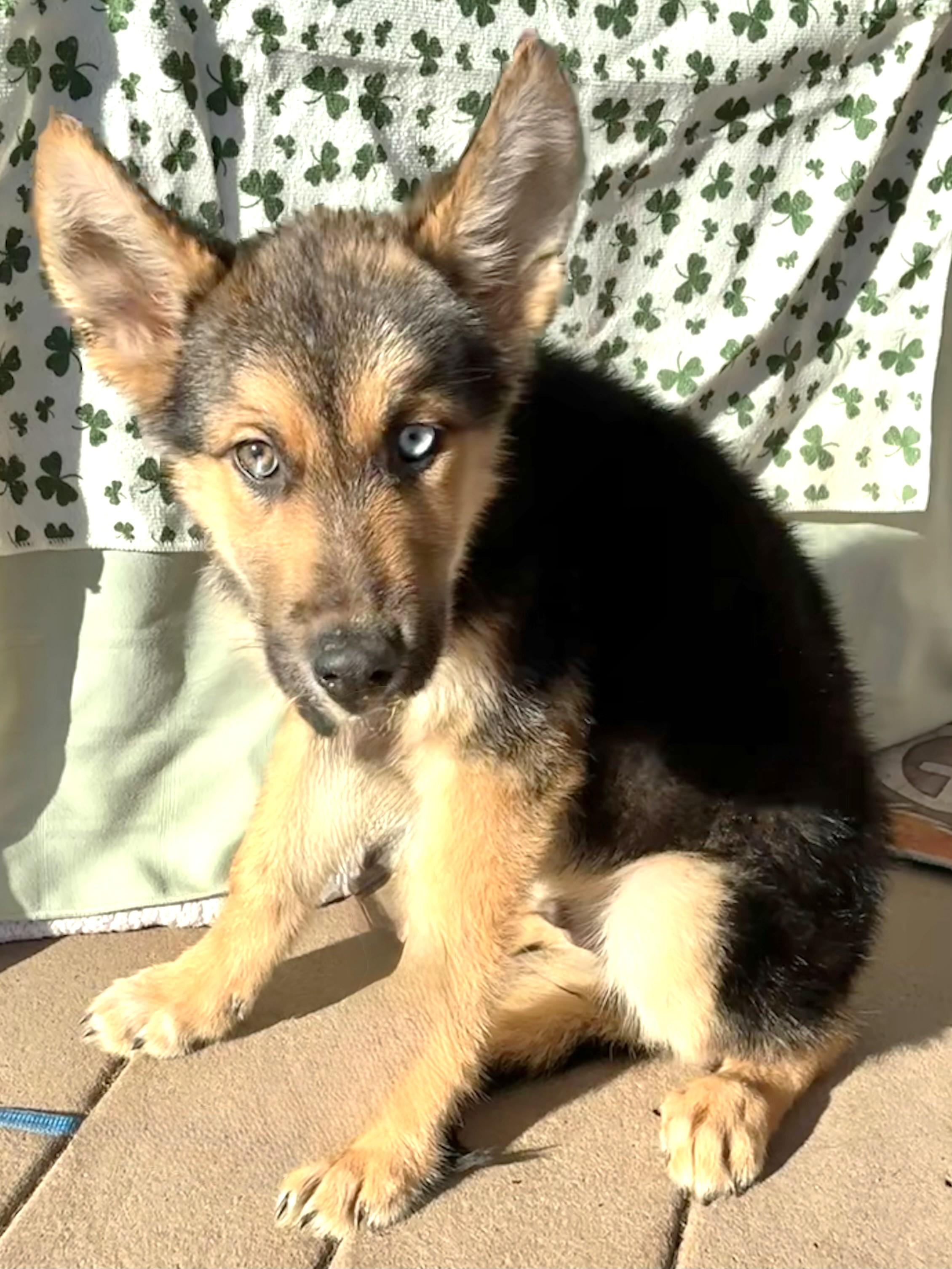 Enlarge Kahill, an adopted mixed breed in West Chicago, IL image 1/3