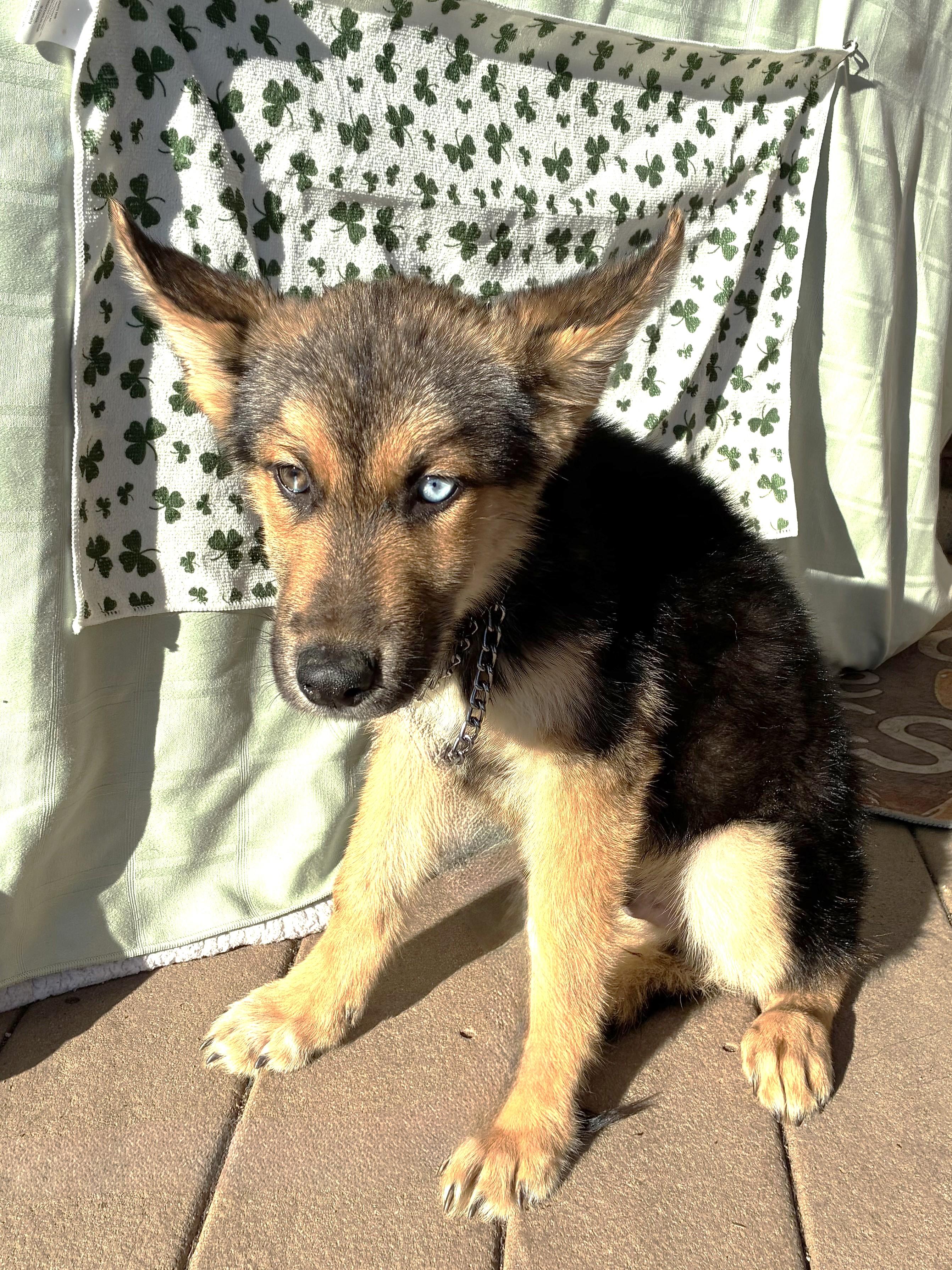 Enlarge Kahill, an adopted mixed breed in West Chicago, IL image 3/3