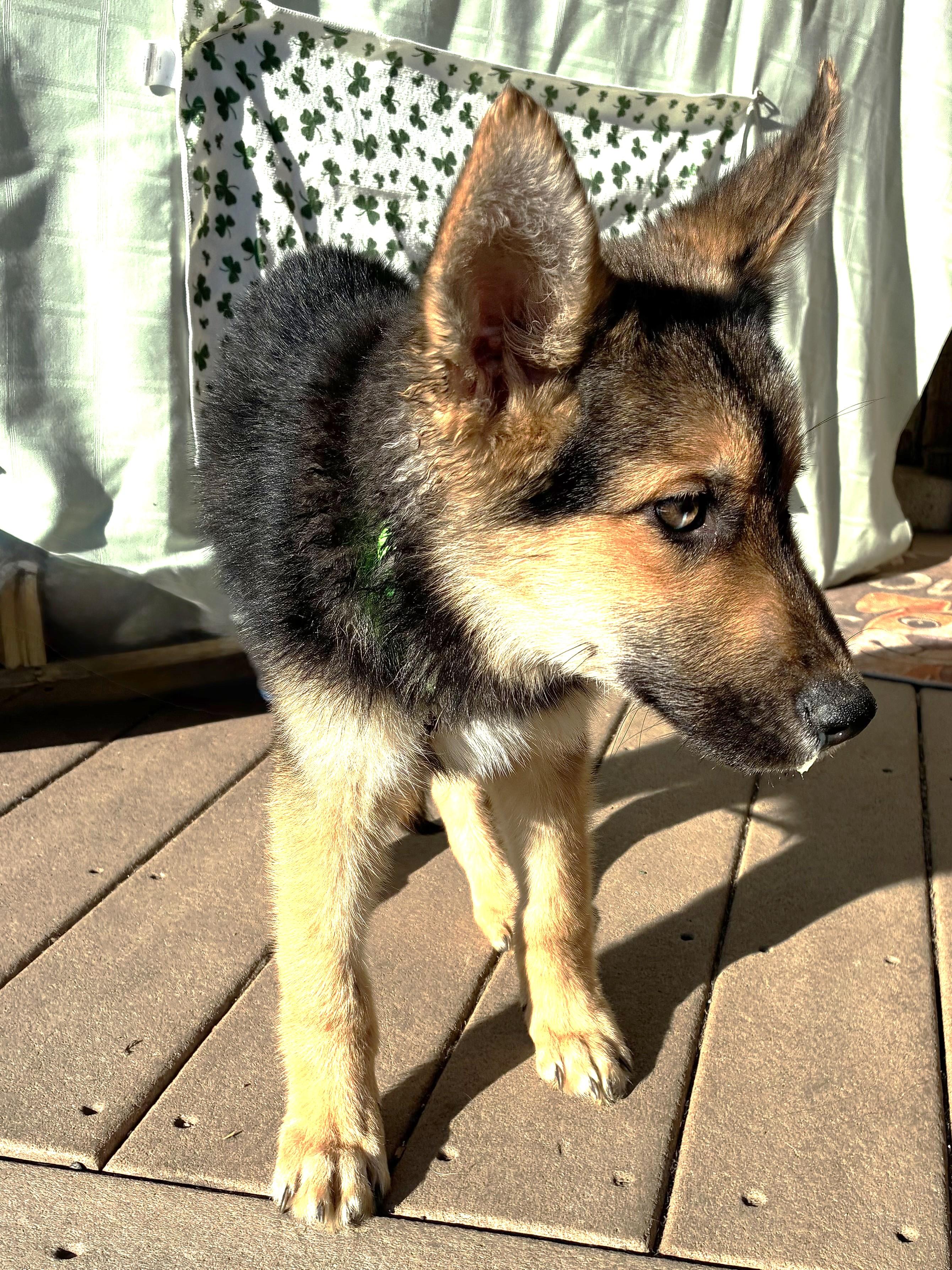 Enlarge Kahill, an adopted mixed breed in West Chicago, IL image 2/3