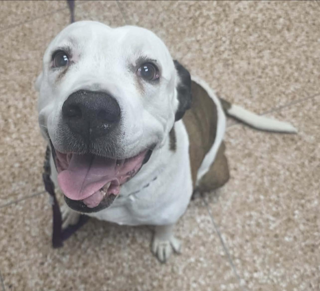 Enlarge Nutella, a ADOPTABLE American Bulldog in Tucson, AZ image 1/1