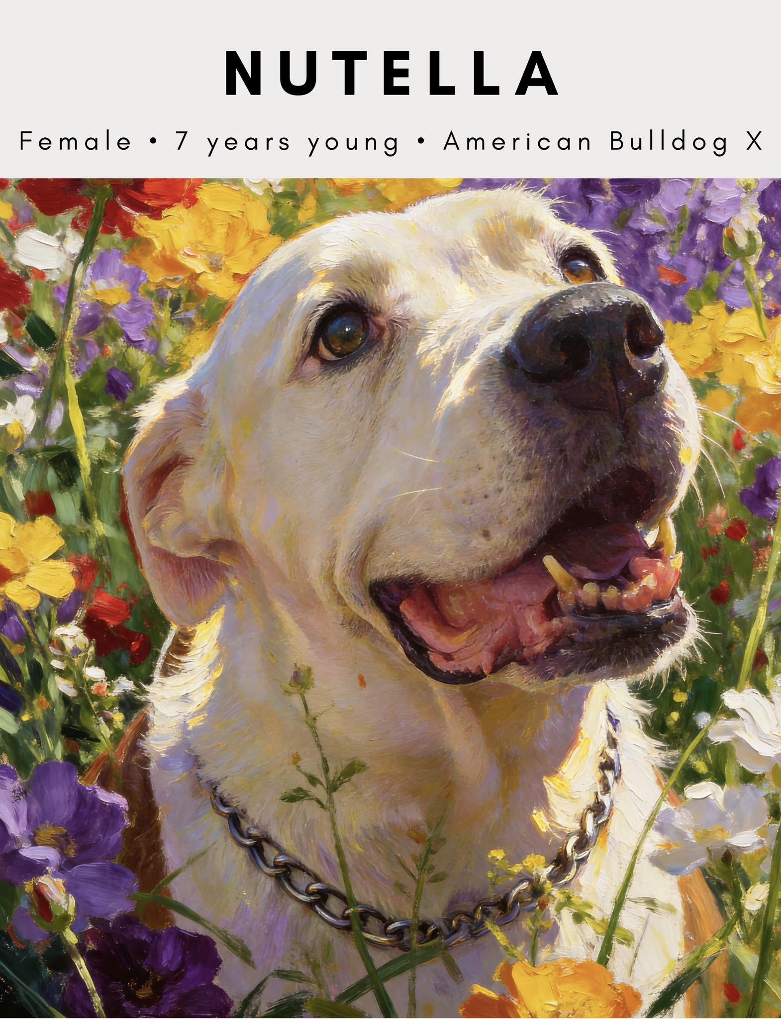 Nutella, ADOPTABLE, Senior Female American Bulldog.