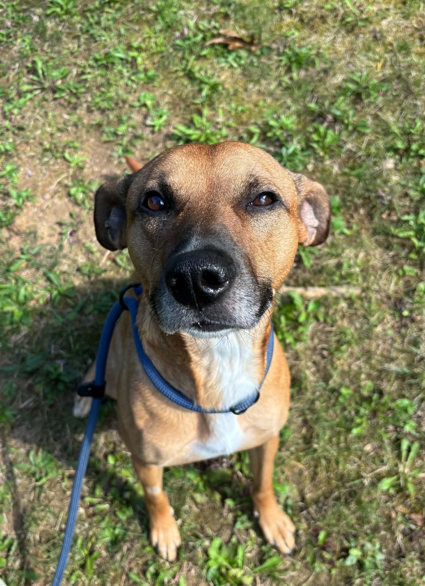 Brantley, Adoptable, Adult Male Terrier & Labrador Retriever.