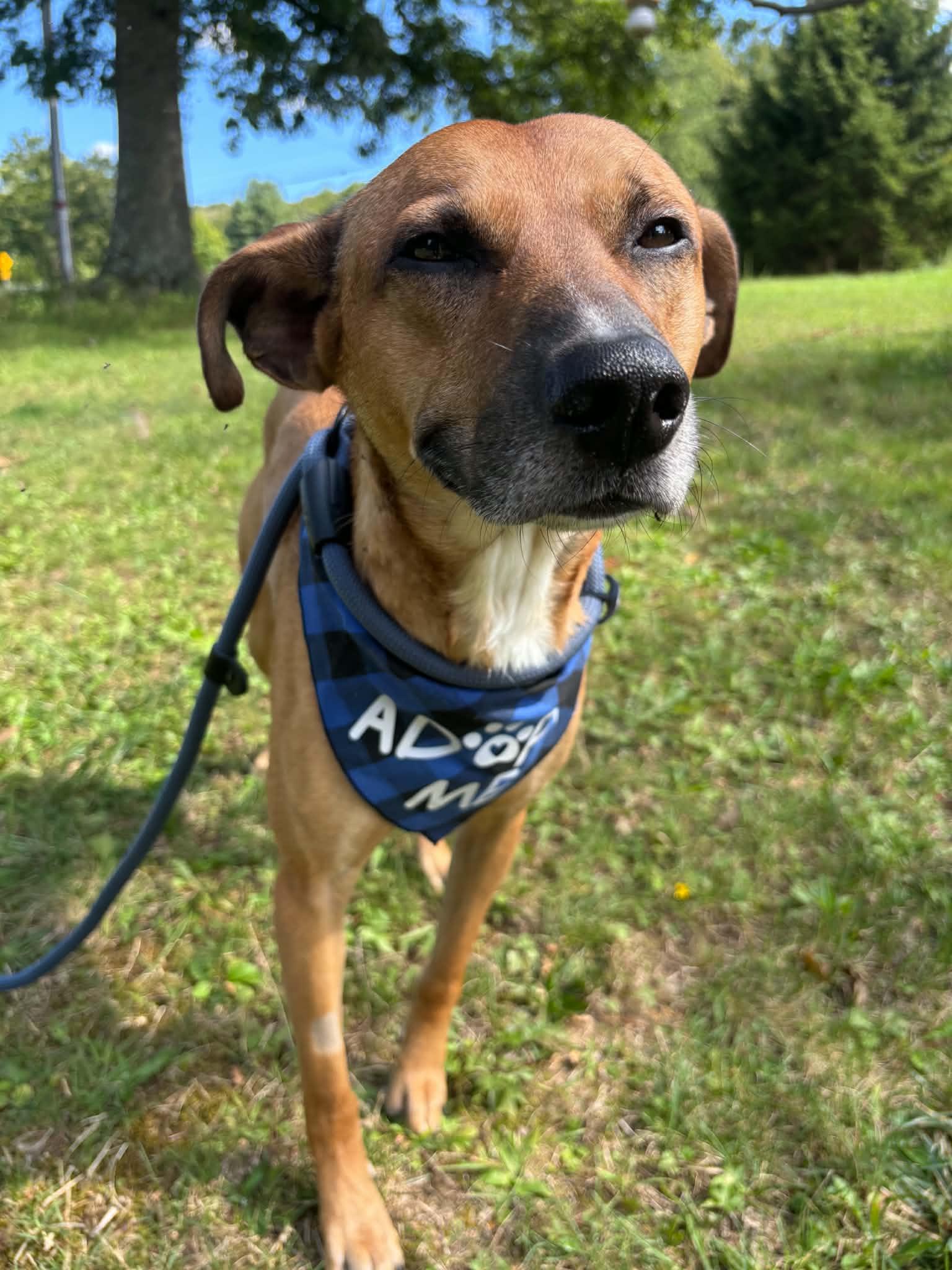 Enlarge Brantley, a Adoptable mixed breed in Berwick, PA image 2/3