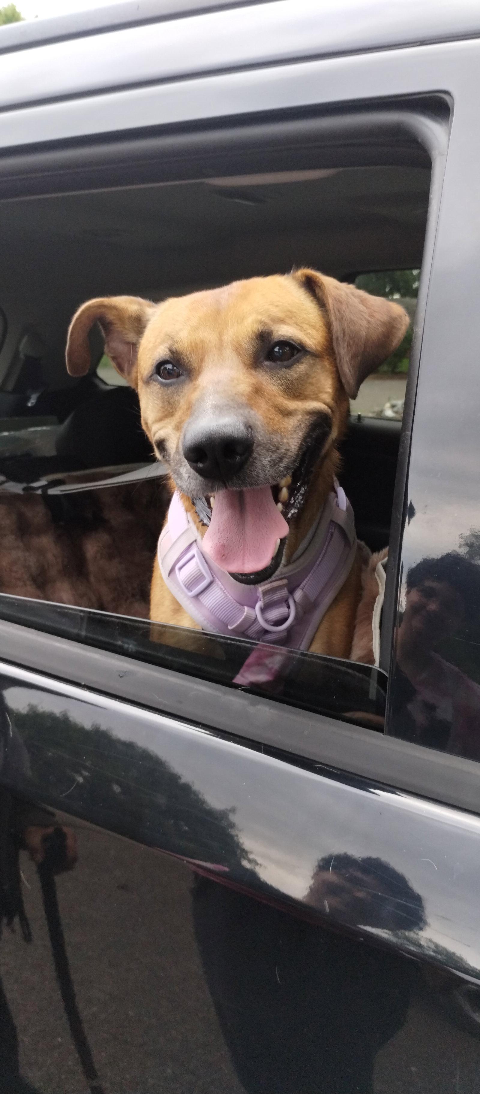 Enlarge Brantley, a Adoptable mixed breed in Berwick, PA image 3/3