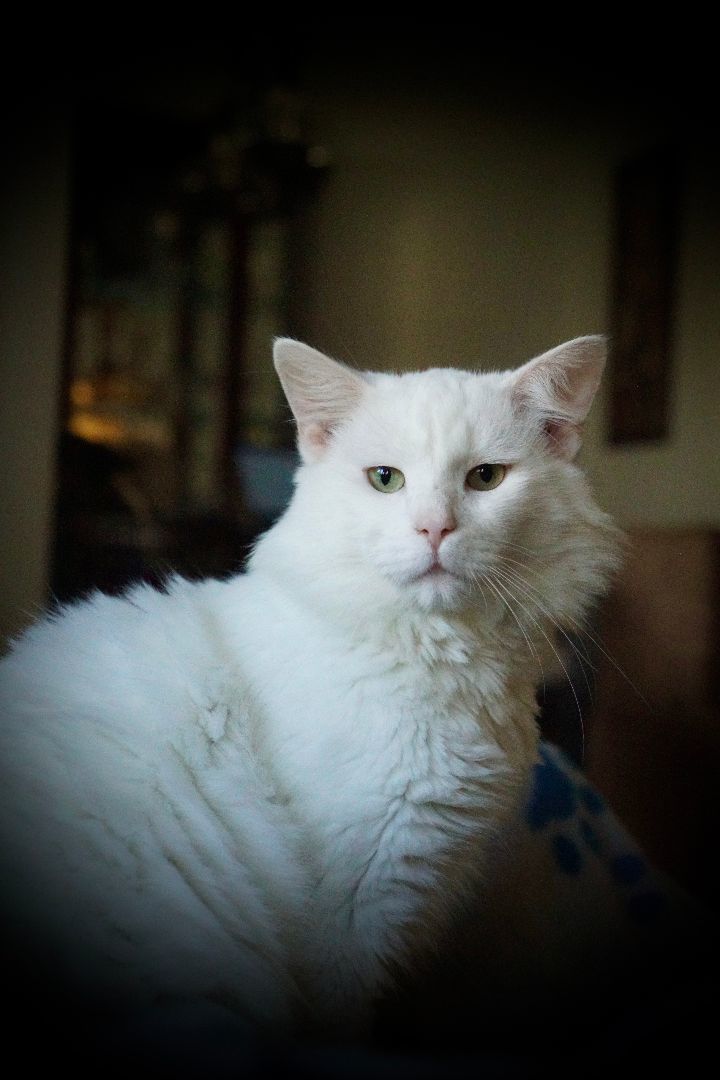 Enlarge CODY, a Adopted Turkish Angora in Marietta, GA image 1/12