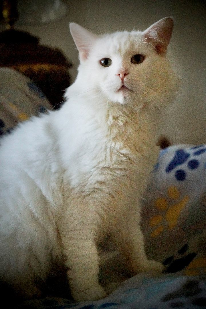 Enlarge CODY, a Adopted Turkish Angora in Marietta, GA image 2/12