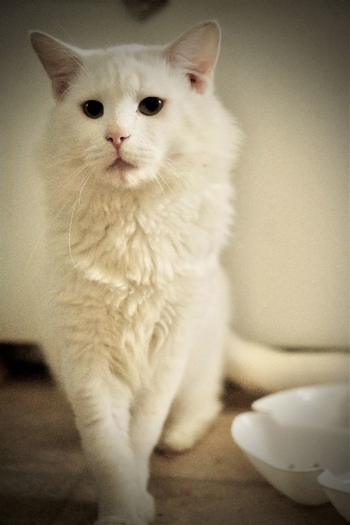 Enlarge CODY, a Adopted Turkish Angora in Marietta, GA image 3/12