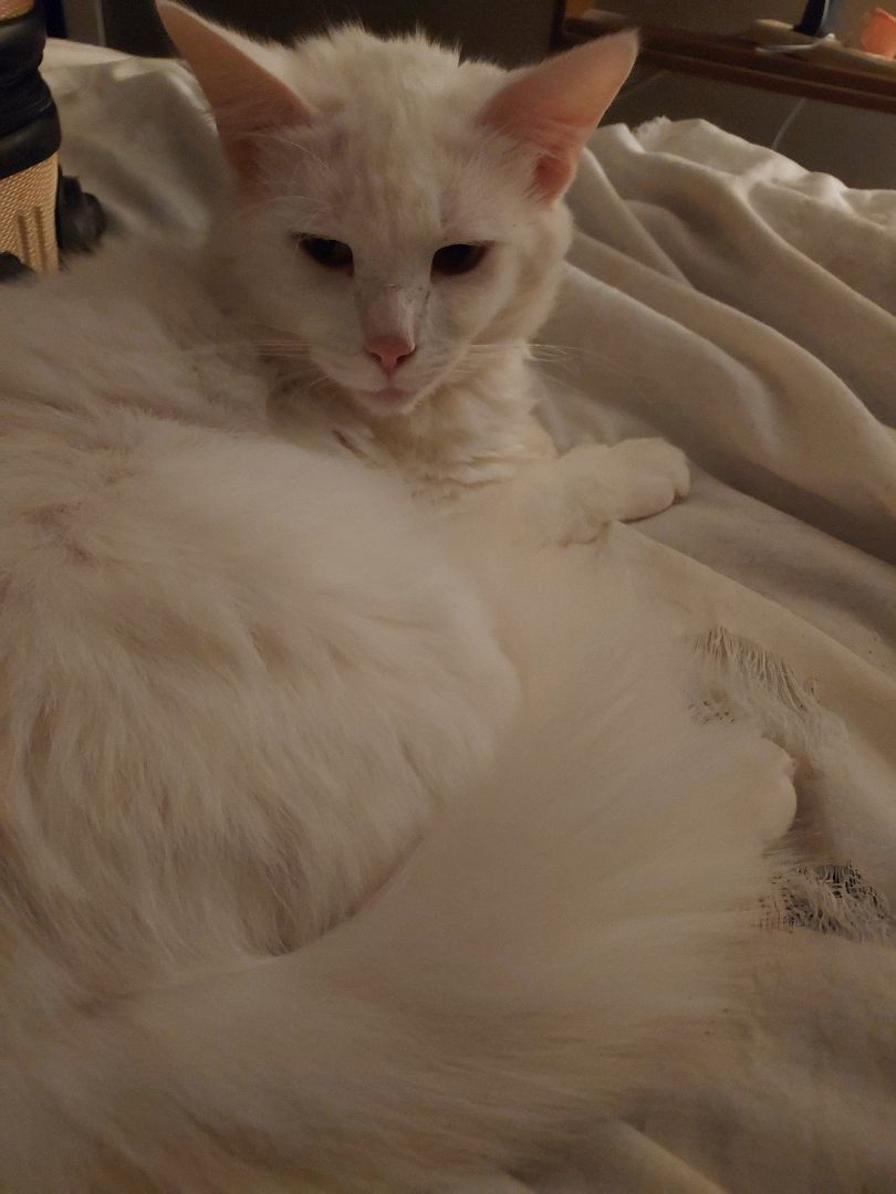 CODY, Adopted, Adult Male Turkish Angora.
