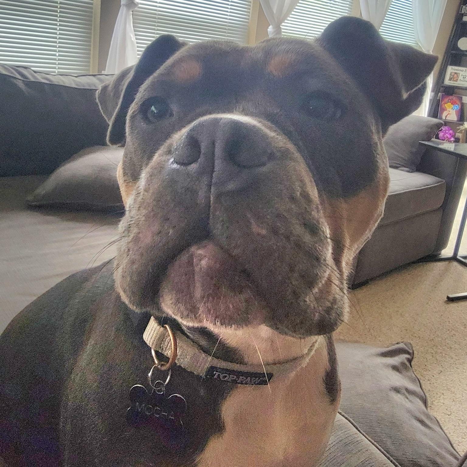 Enlarge Moka, a ADOPTABLE mixed breed in Cypress, TX image 3/5