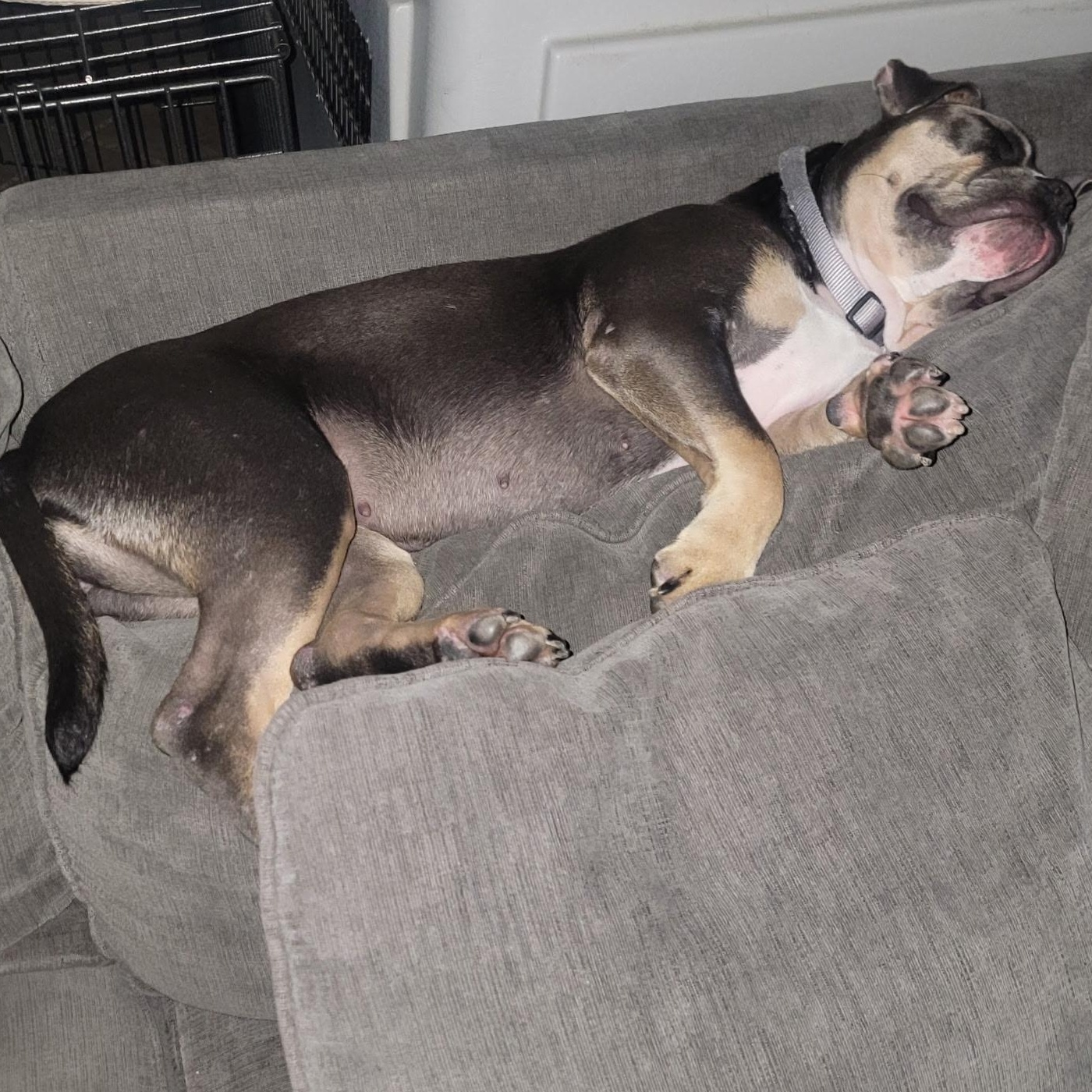 Enlarge Moka, a ADOPTABLE mixed breed in Cypress, TX image 2/5