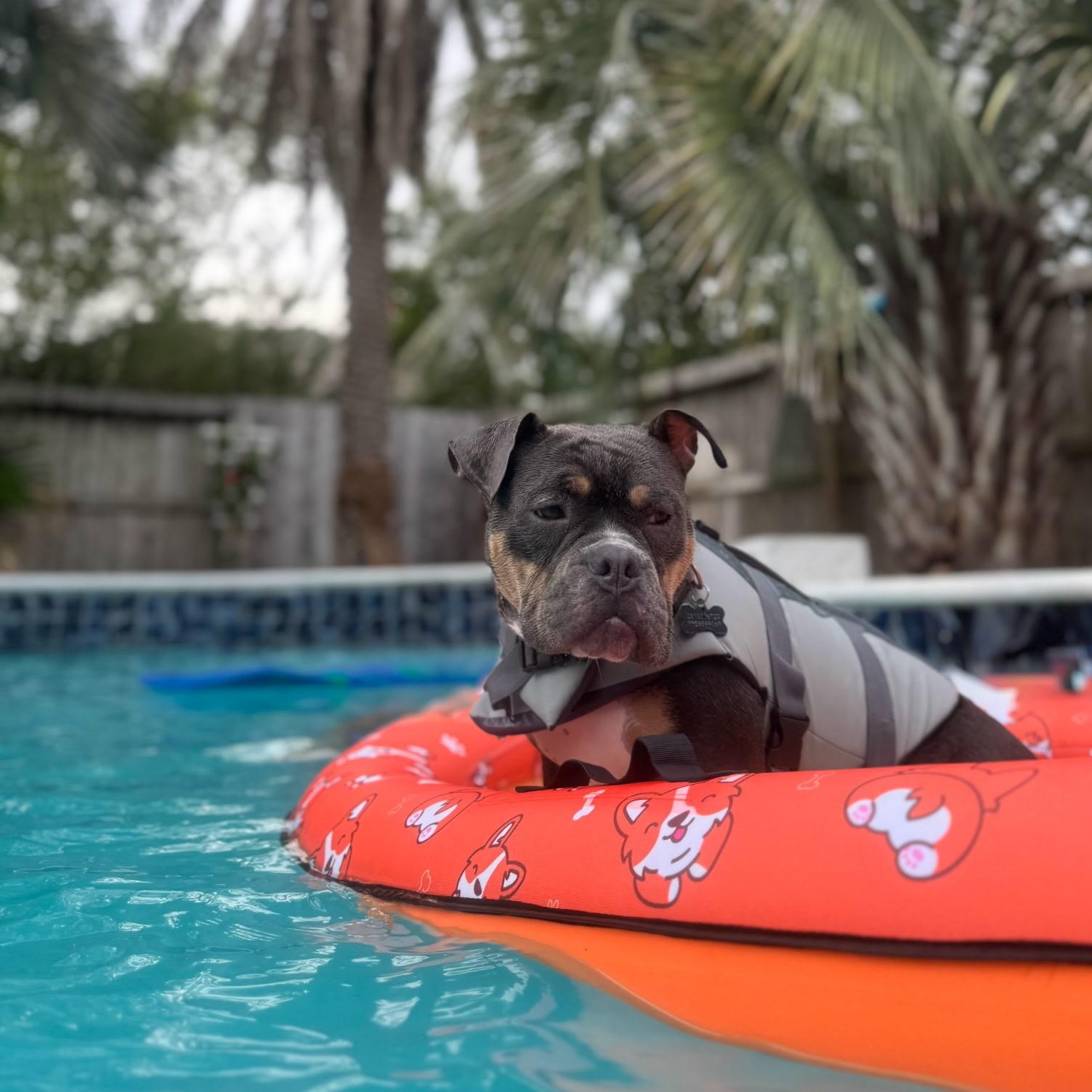 Enlarge Moka, a ADOPTABLE mixed breed in Cypress, TX image 4/5