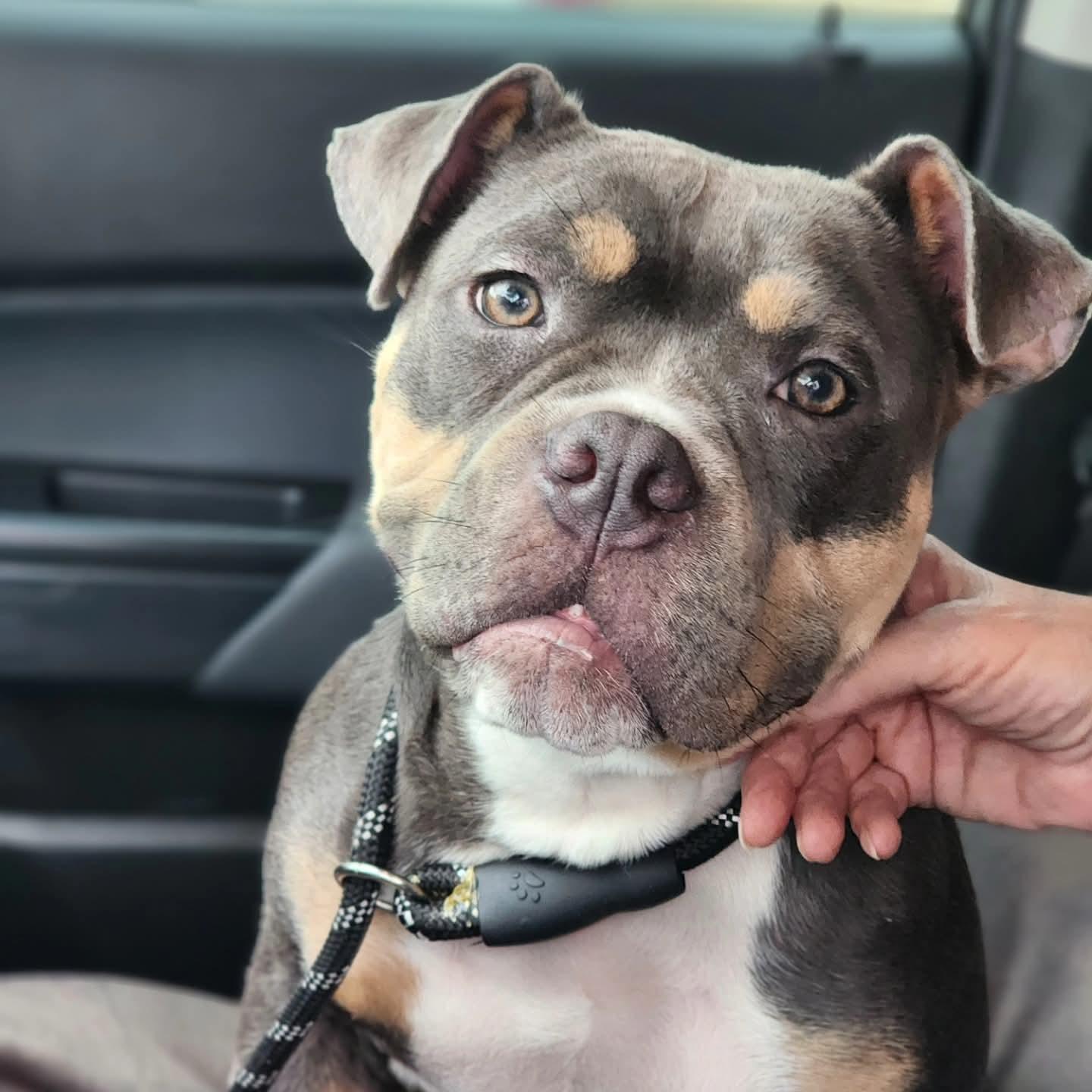 Enlarge Moka, a ADOPTABLE mixed breed in Cypress, TX image 1/5