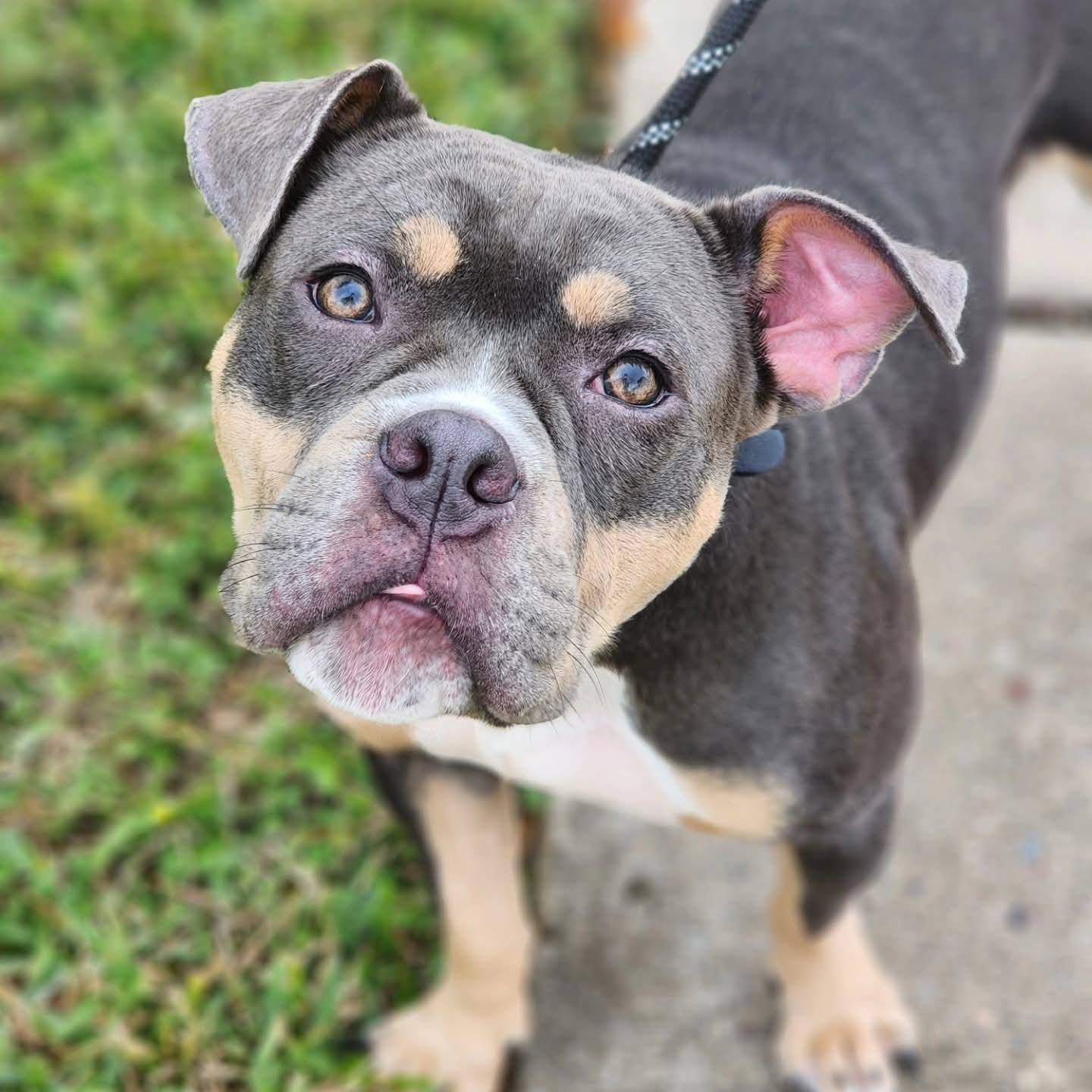 Enlarge Moka, a ADOPTABLE mixed breed in Cypress, TX image 5/5