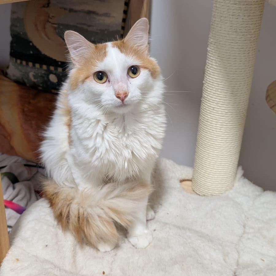 Enlarge Maestro, a ADOPTABLE Domestic Long Hair in New York, NY image 5/6