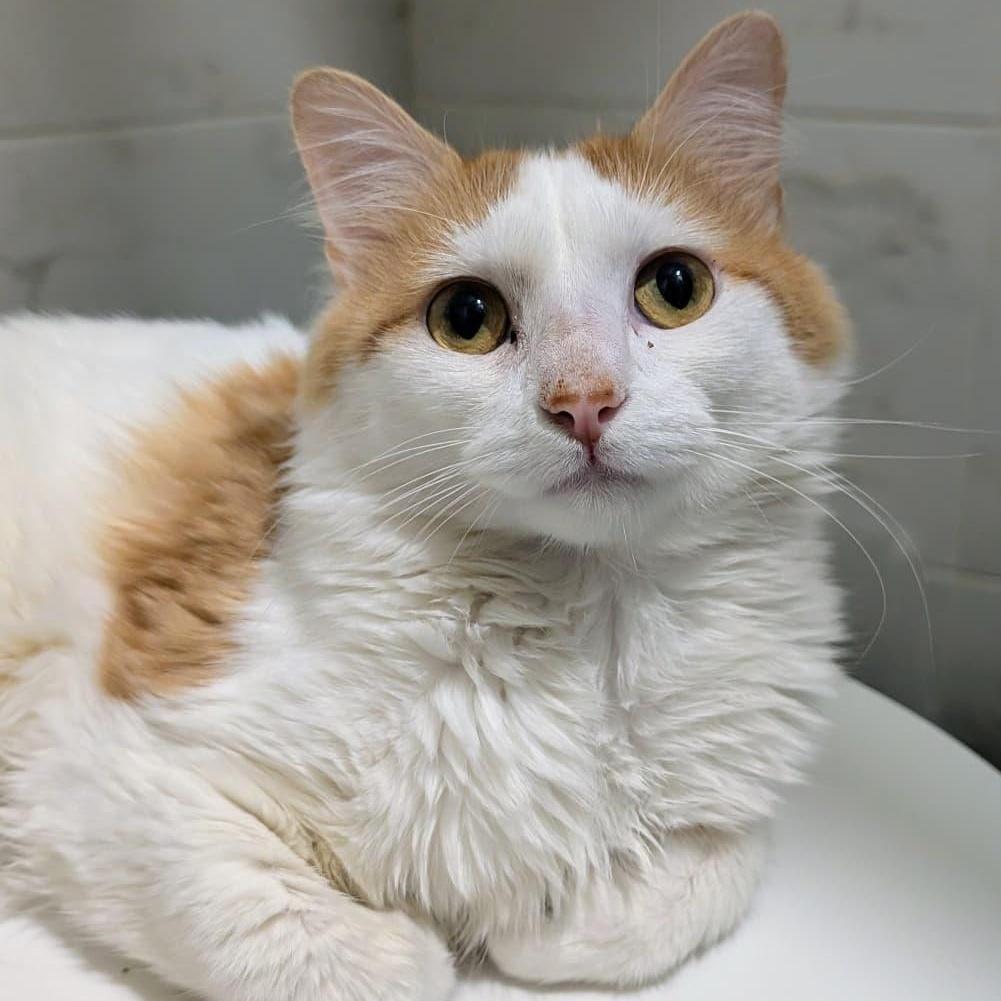 Maestro, ADOPTABLE, Young Male Domestic Long Hair.