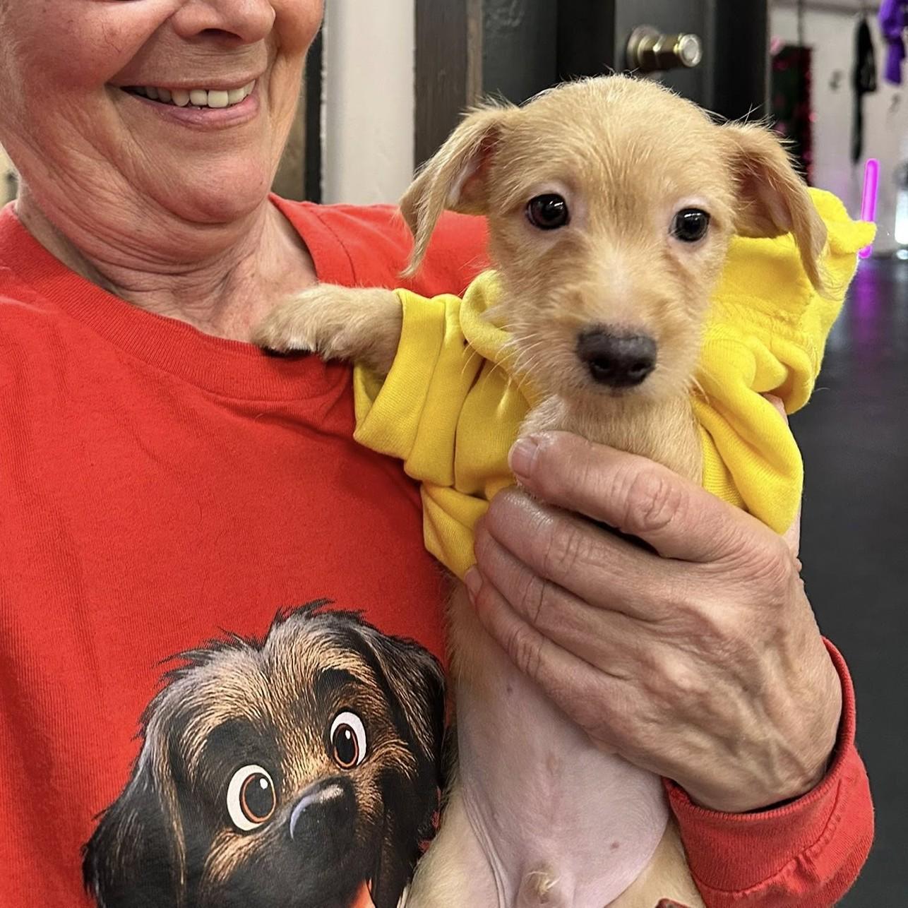 Enlarge Edgar, an adopted mixed breed in Winchester, KY image 2/3