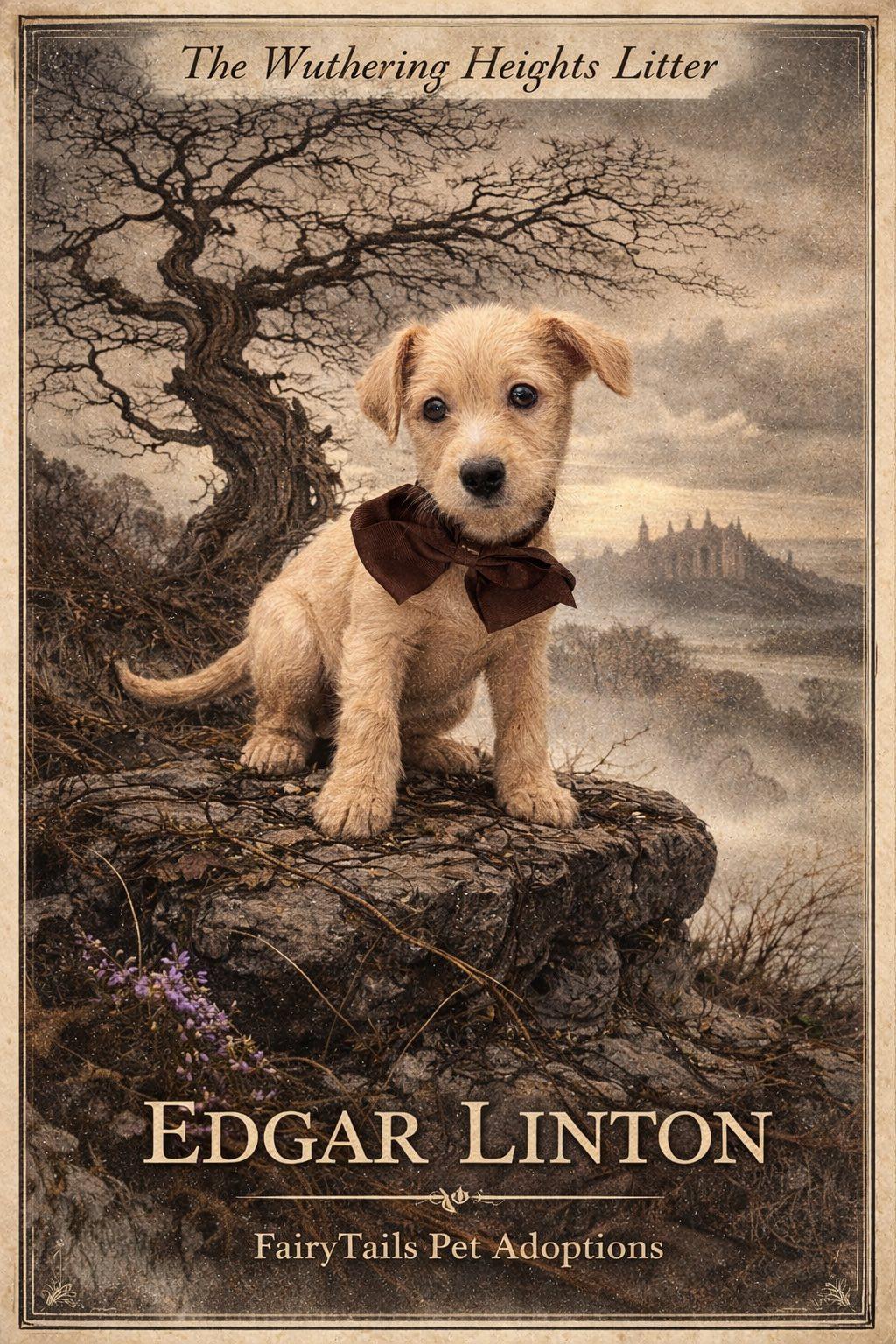 Enlarge Edgar, an adopted mixed breed in Winchester, KY image 1/3