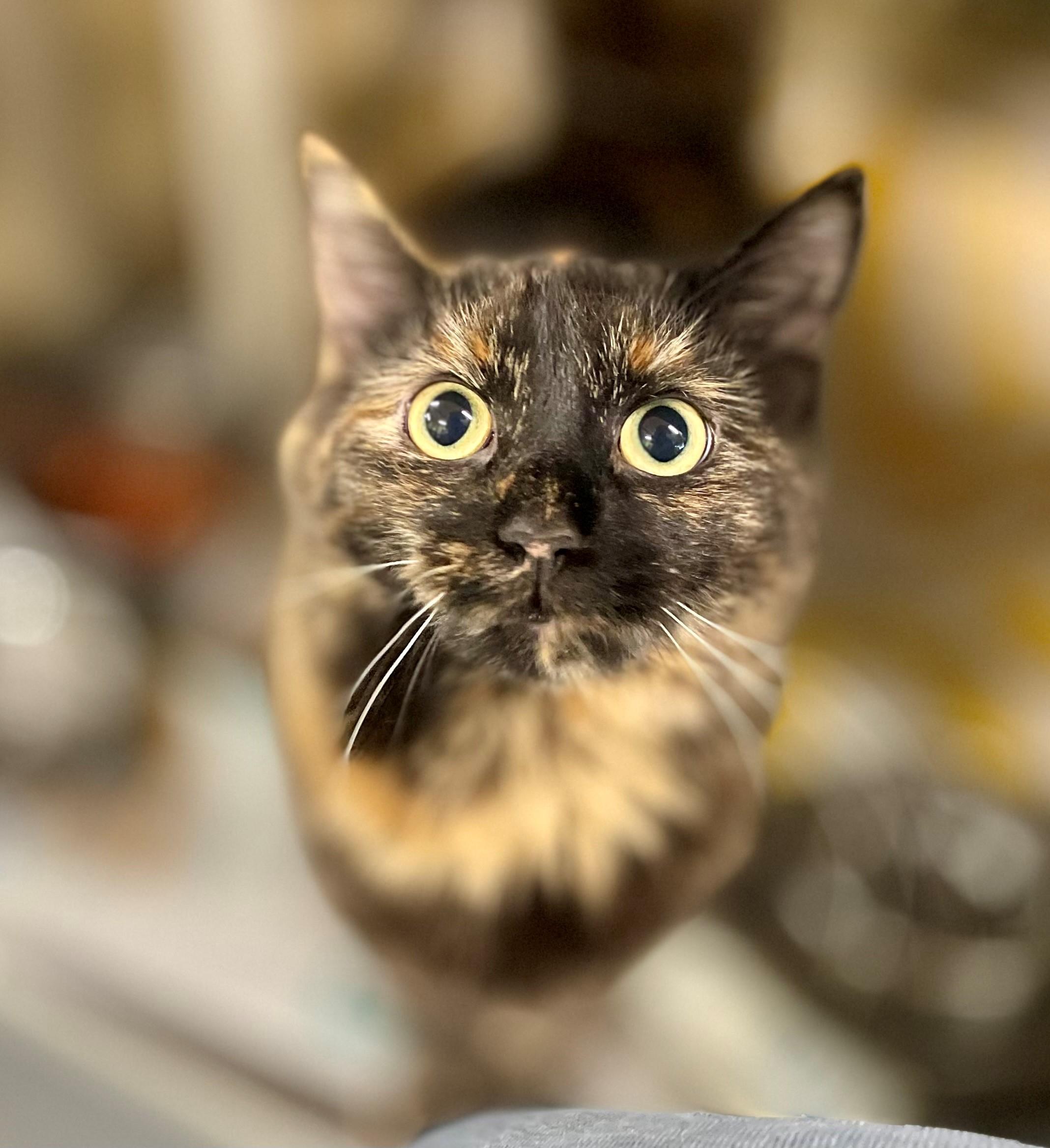 Breeze, Young Female Domestic Medium Hair