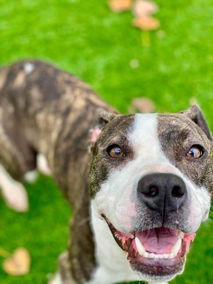 Bryce, Adoptable, Adult Female Mixed Breed & Mixed Breed.