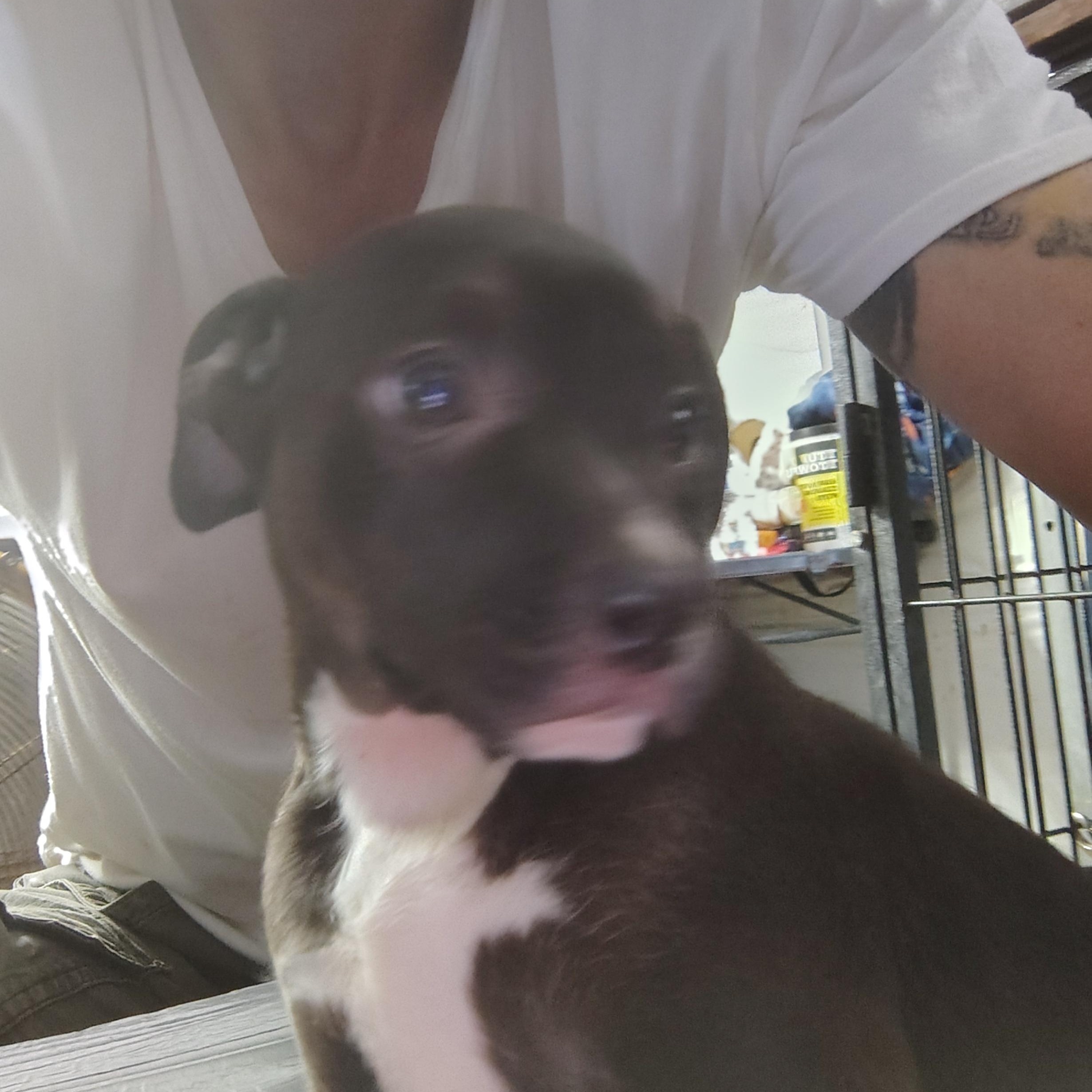 Ezzie , an adopted mixed breed in Charlotte, NC image 5/5