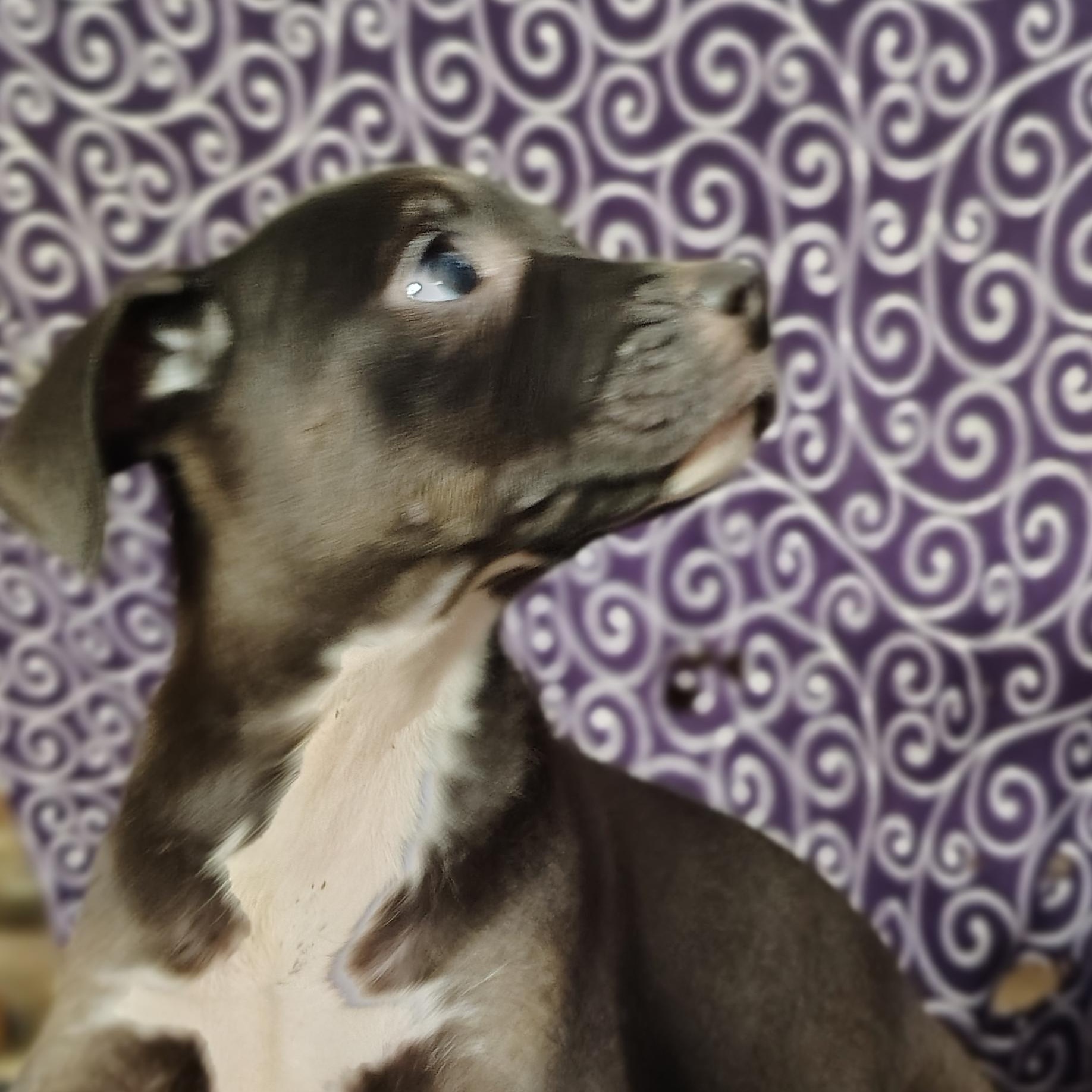 Ezzie , adopted, Puppy Female Rat Terrier.
