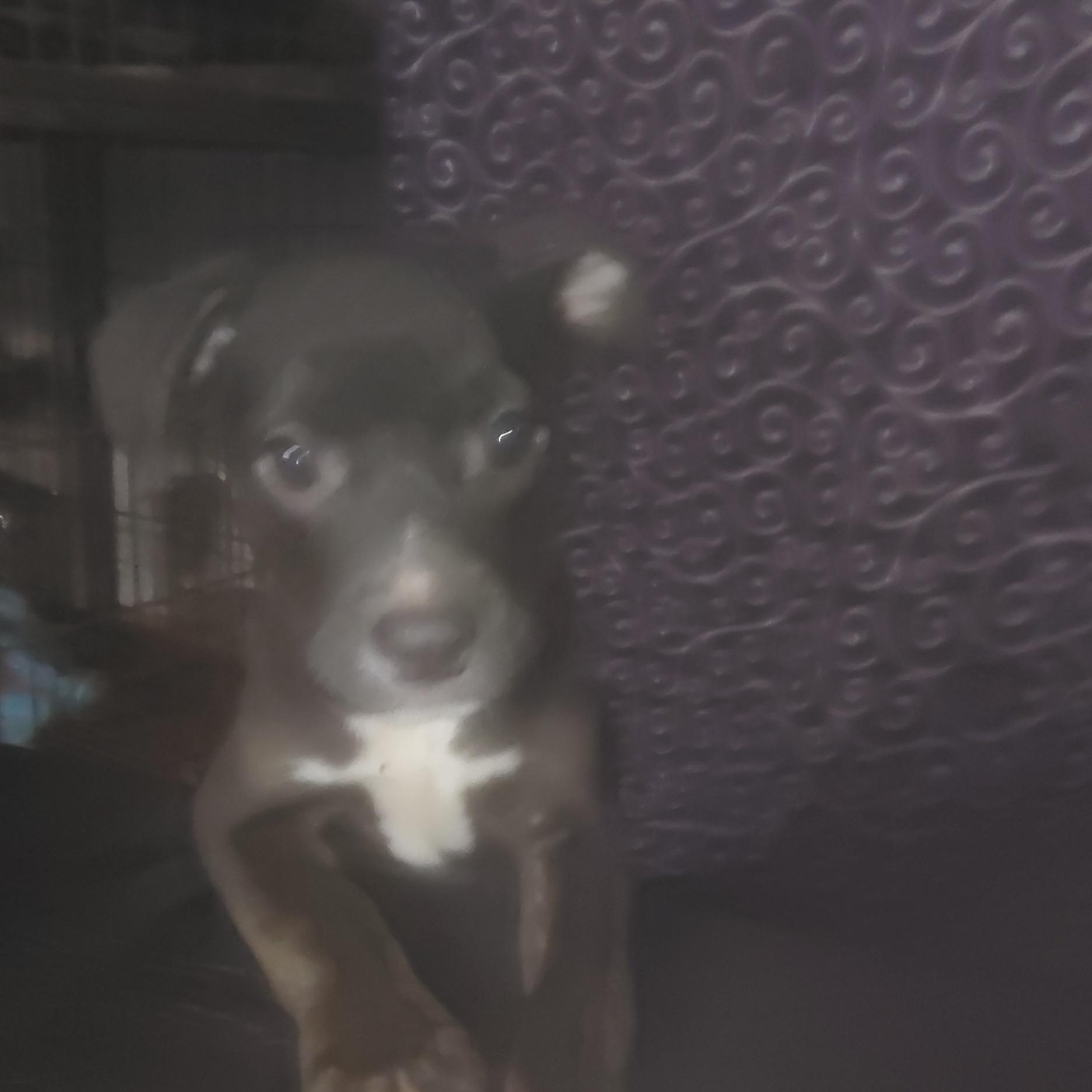 Ezzie , an adopted mixed breed in Charlotte, NC image 4/5