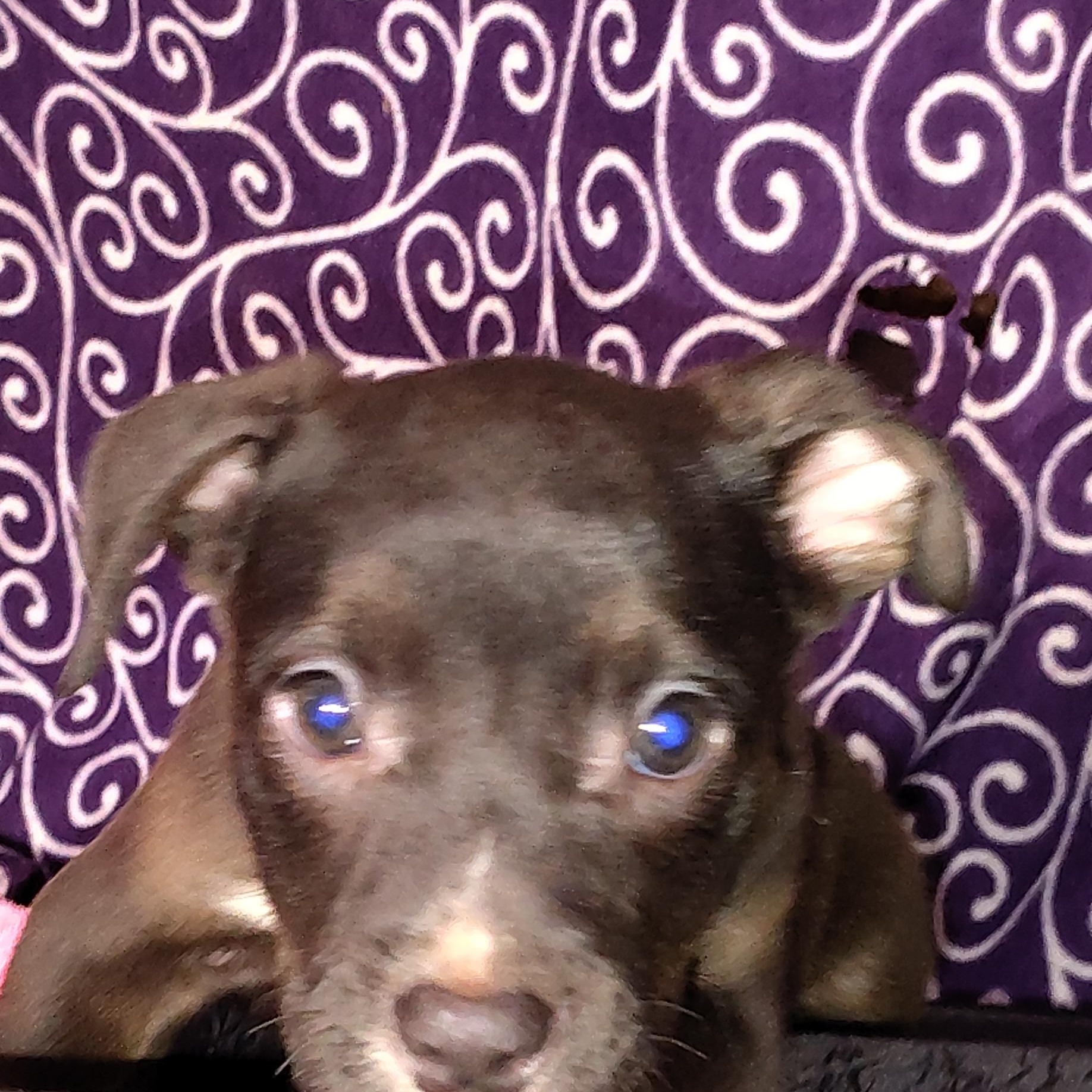 Ezzie , an adopted mixed breed in Charlotte, NC image 3/5
